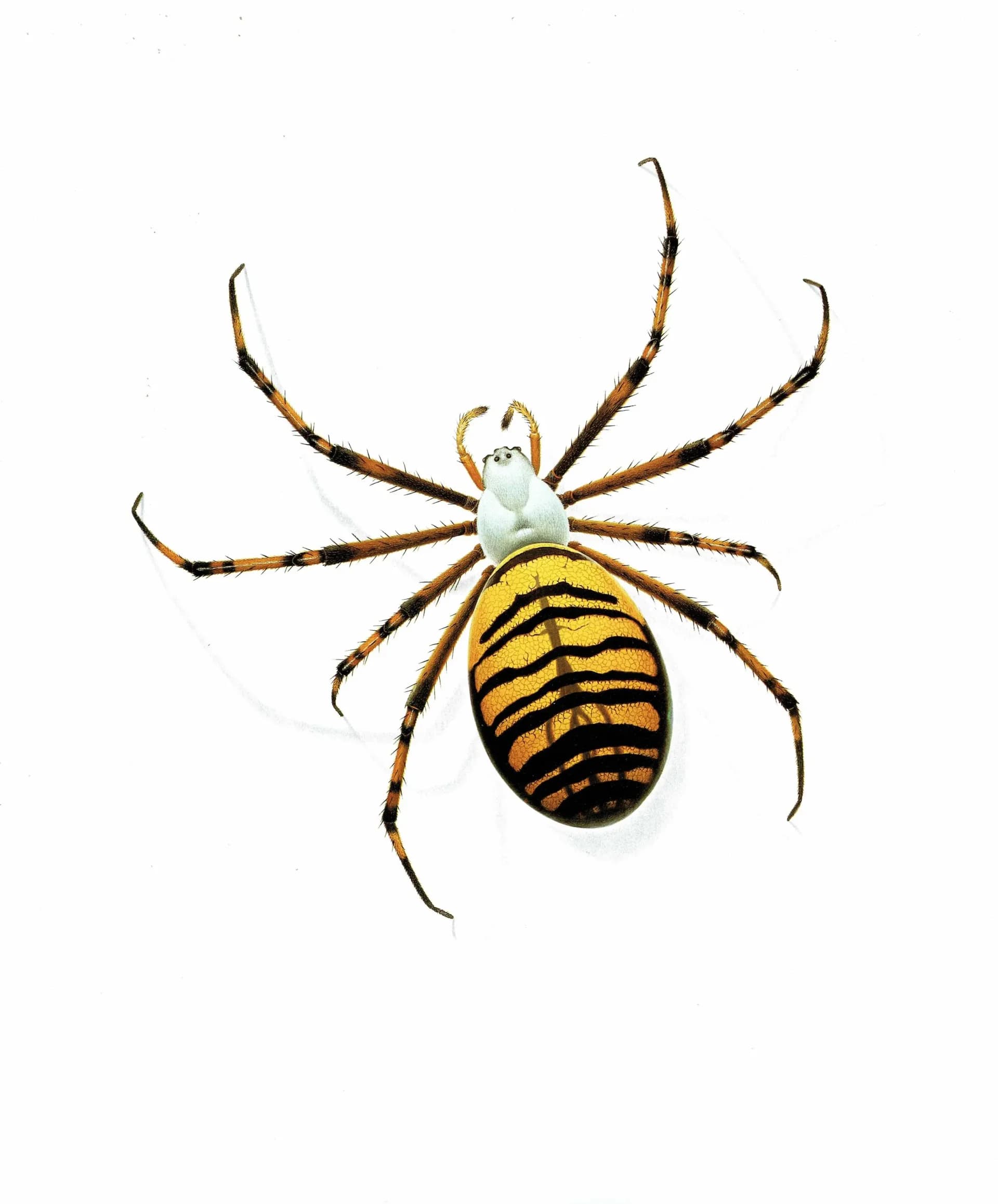 1986 Wasp Orb-Weaver Spider Argiope Bruennichii Print - Durin Bernard Les Insectes Scientific Illustration - Scopoli Entomology - 11 x 13 in