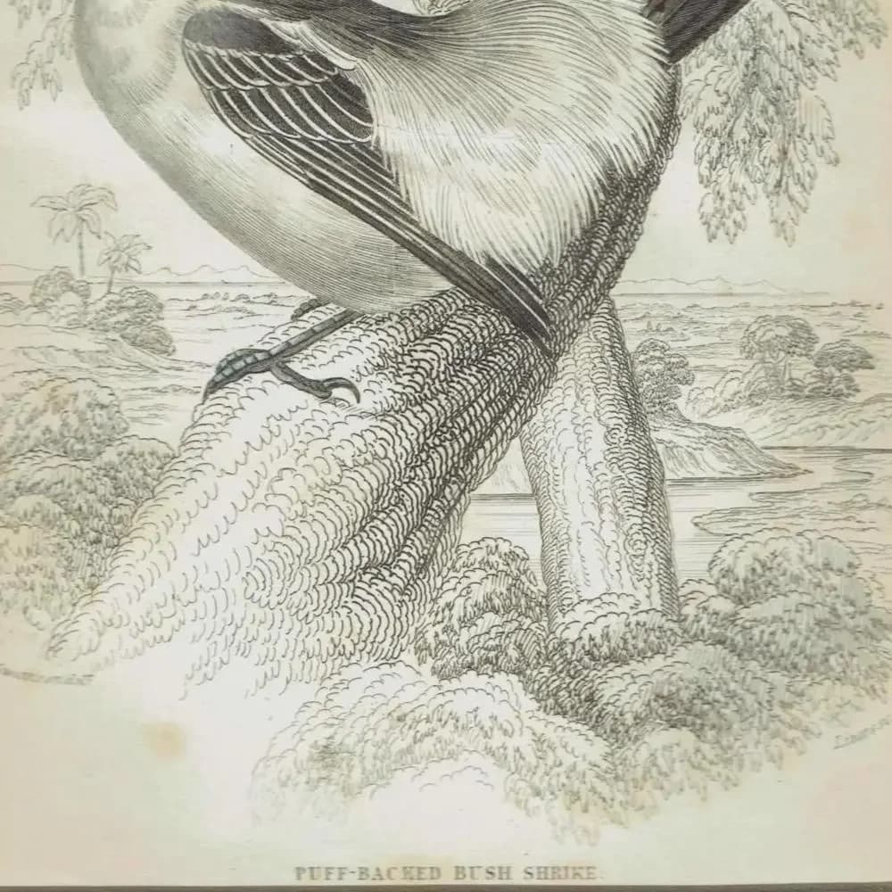 c.1837 Puff-backed Bush Shrike Print - Ornithology Bird Engraving - Lizars SC - Vintage Natural History Art - 4.25 x 6.25 in