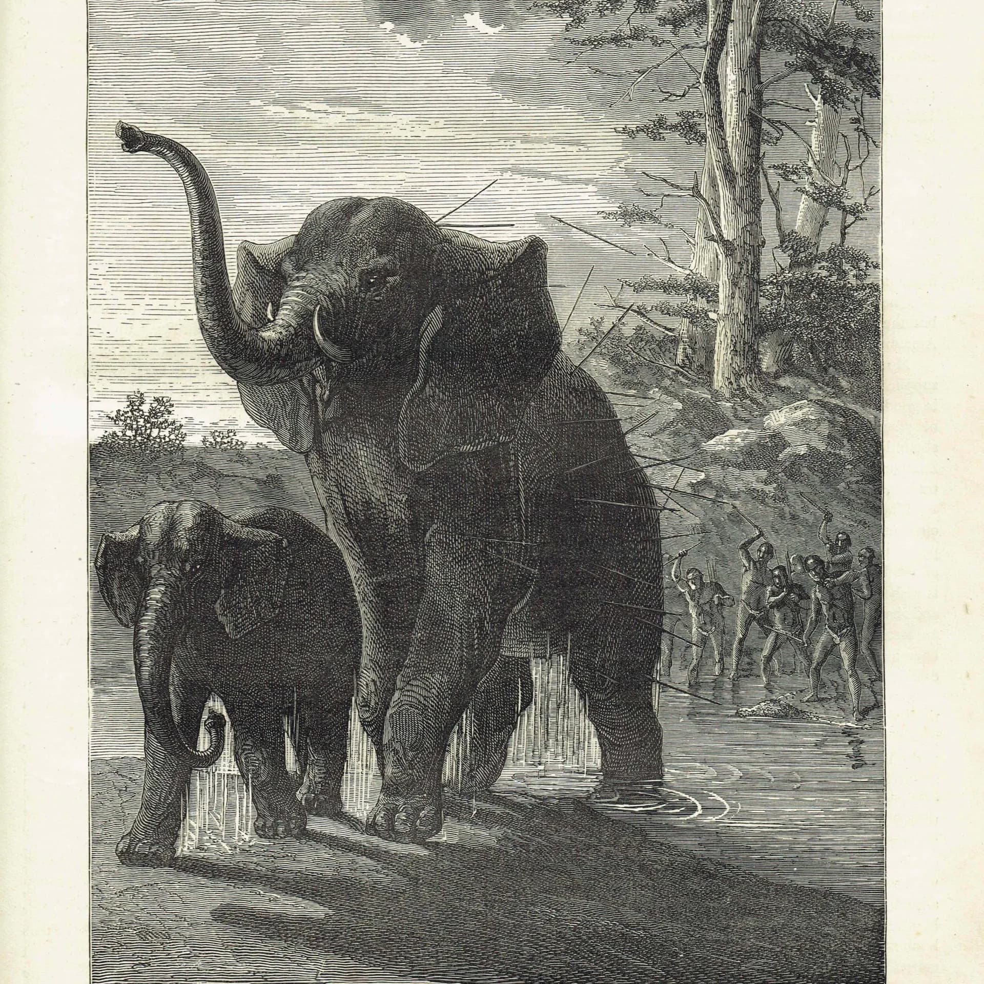 1875 Female Elephant Protecting Her Young - Antique Engraving - Illustrated Travels Vol 6 Bates Victorian Wildlife - 8 x 11.5 in