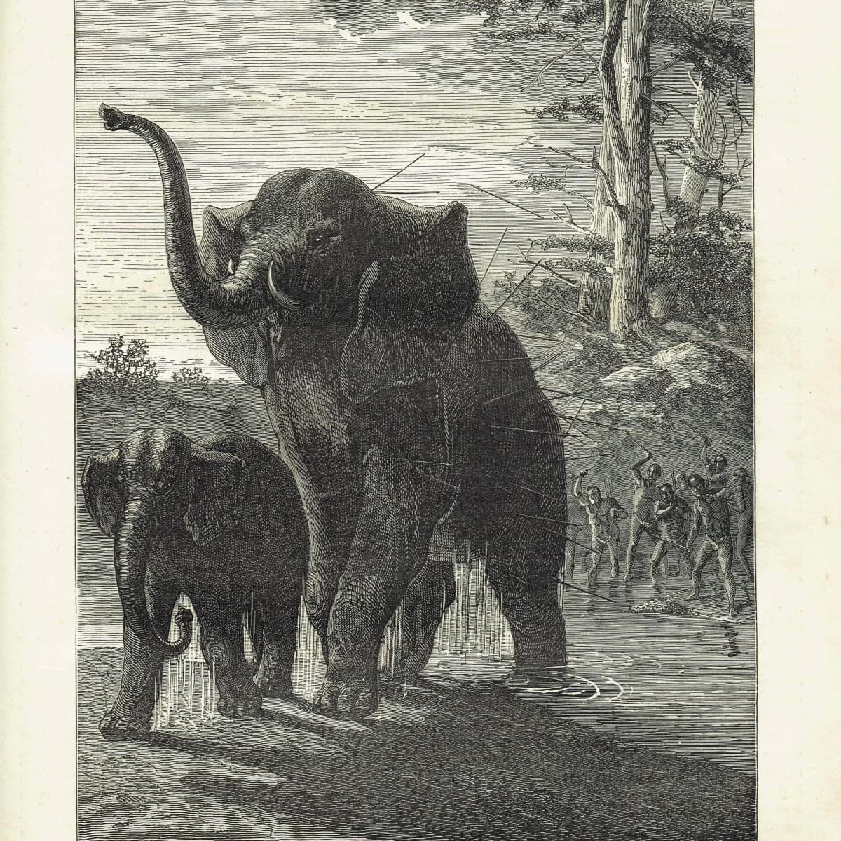 1875 Female Elephant Protecting Her Young - Antique Engraving - Illustrated Travels Vol 6 Bates Victorian Wildlife - 8 x 11.5 in