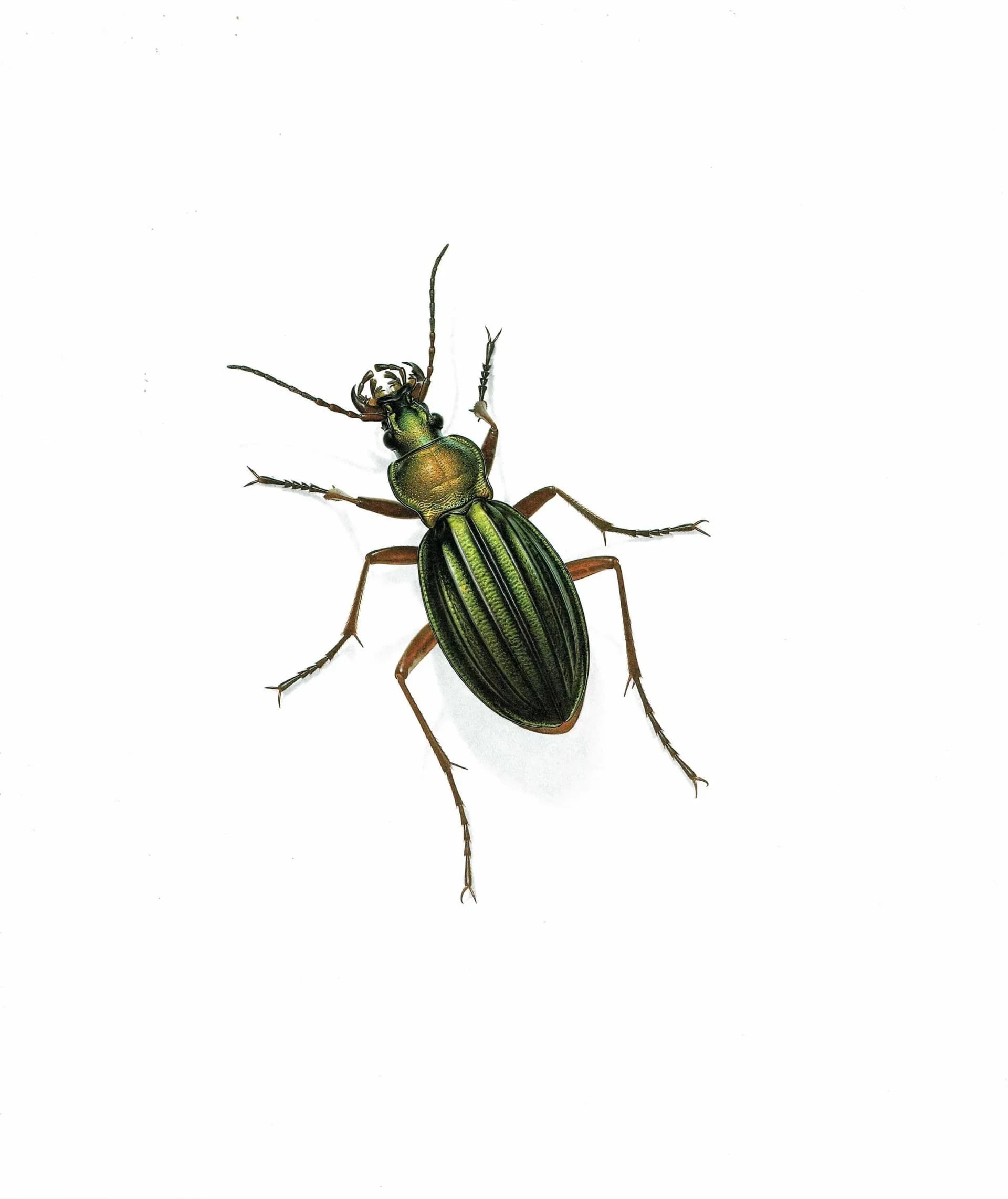 1986 Golden Ground Beetle Carabus Auronitens Print - Durin Bernard Les Insectes Scientific Illustration - Fabricius Entomology - 11 x 13 in