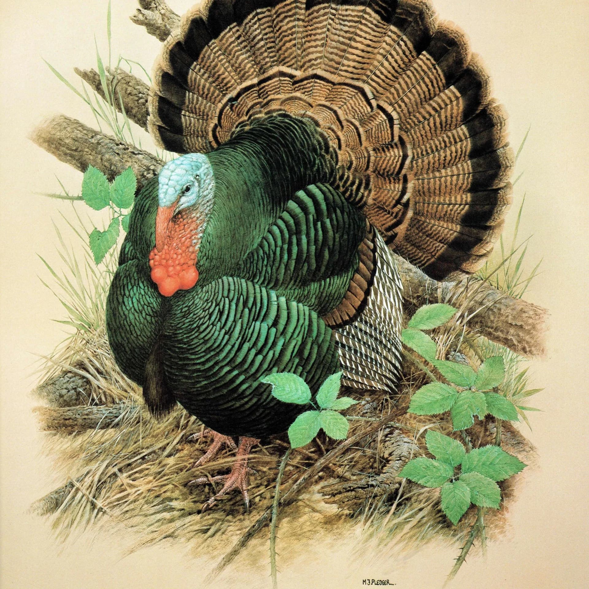 1980s Wild Turkey - Game Birds Woodland Original Vintage Print By Pledger - Natural History Wildlife Art - 11.5 x 16.5 in