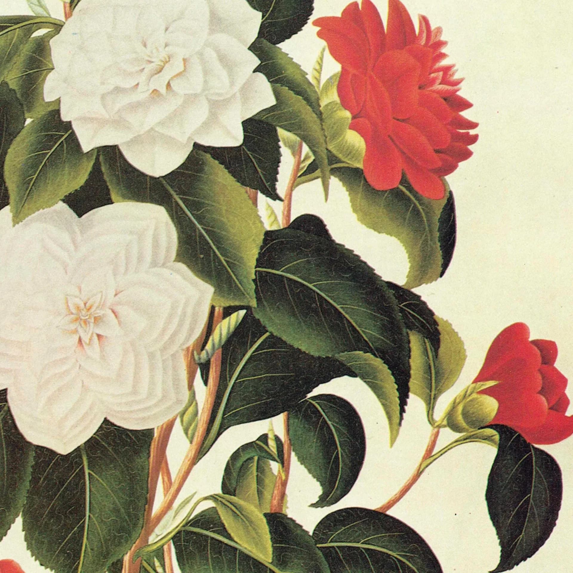 Myrtle Leaved Camellia by Curtis - Botanical Flower Study Plate 3 Monograph on Camellias Original 1984 Vintage Print, Coats - 10 x 14 in