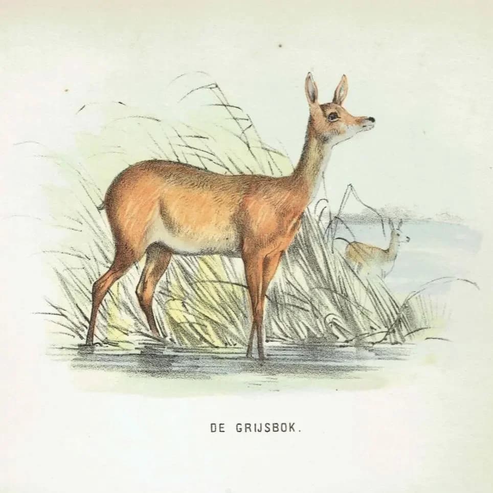 1864 Grey Rhebok & Small Reedbuck Print - Hand-Coloured Antelope Engraving - Vintage Wildlife Art - 6.5×9.5 in