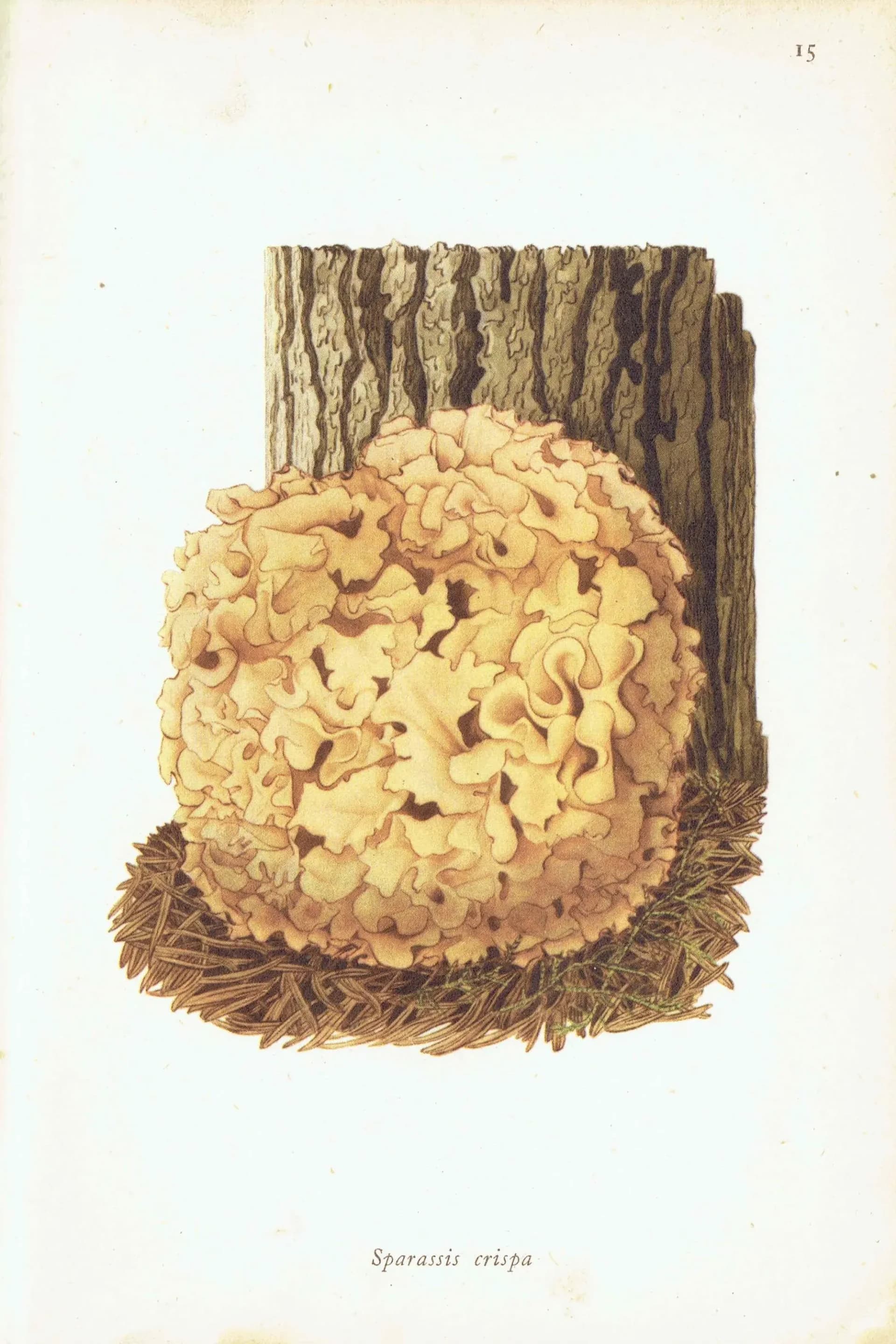 Cauliflower Fungus & Giant Puffball Print – 1943 Botanical Illustration