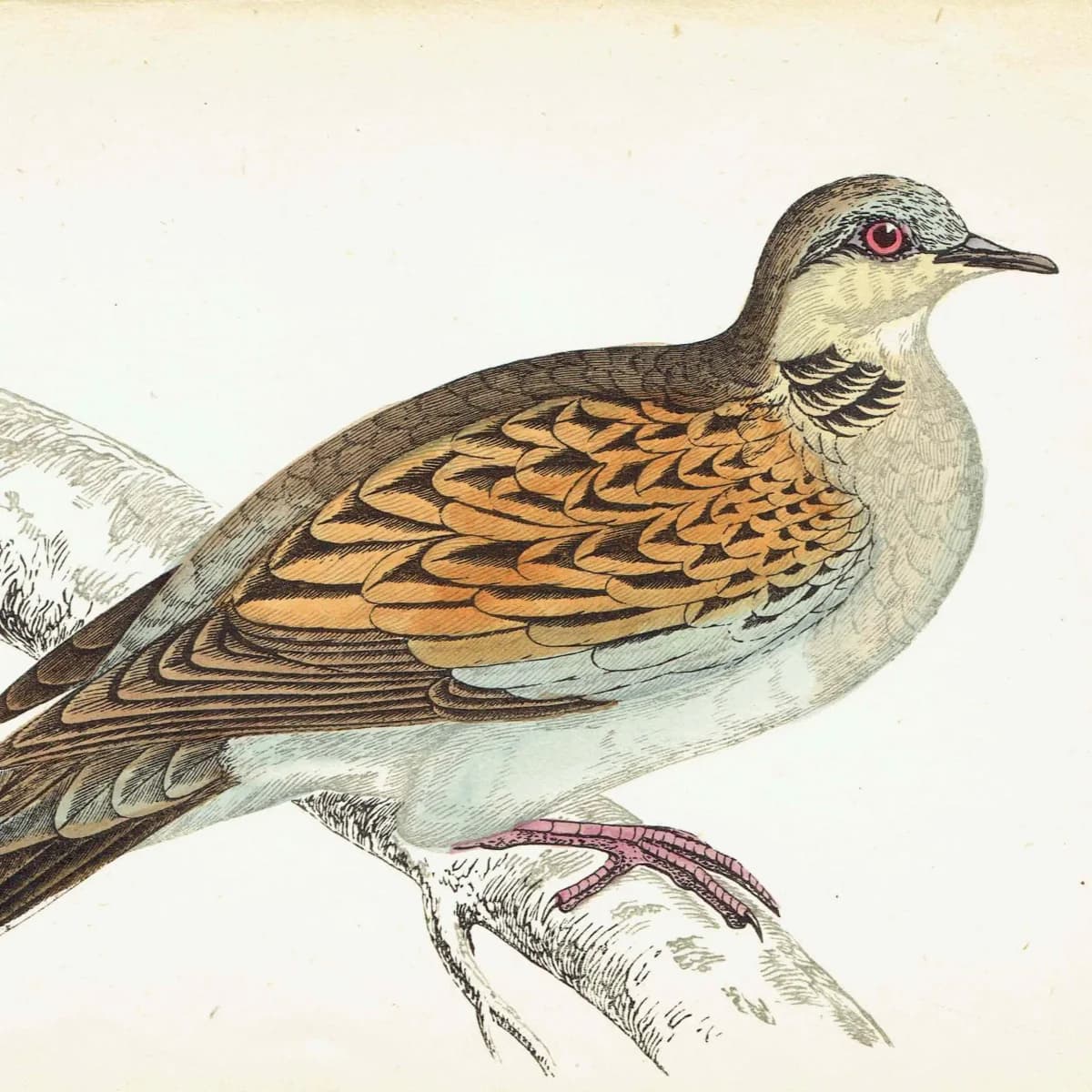 1863 - c.1863 Turtle Dove - Original Antique Hand-Coloured Engraving By Morris - History of British Victorian Ornithology - 7.25 x 4.75 in.