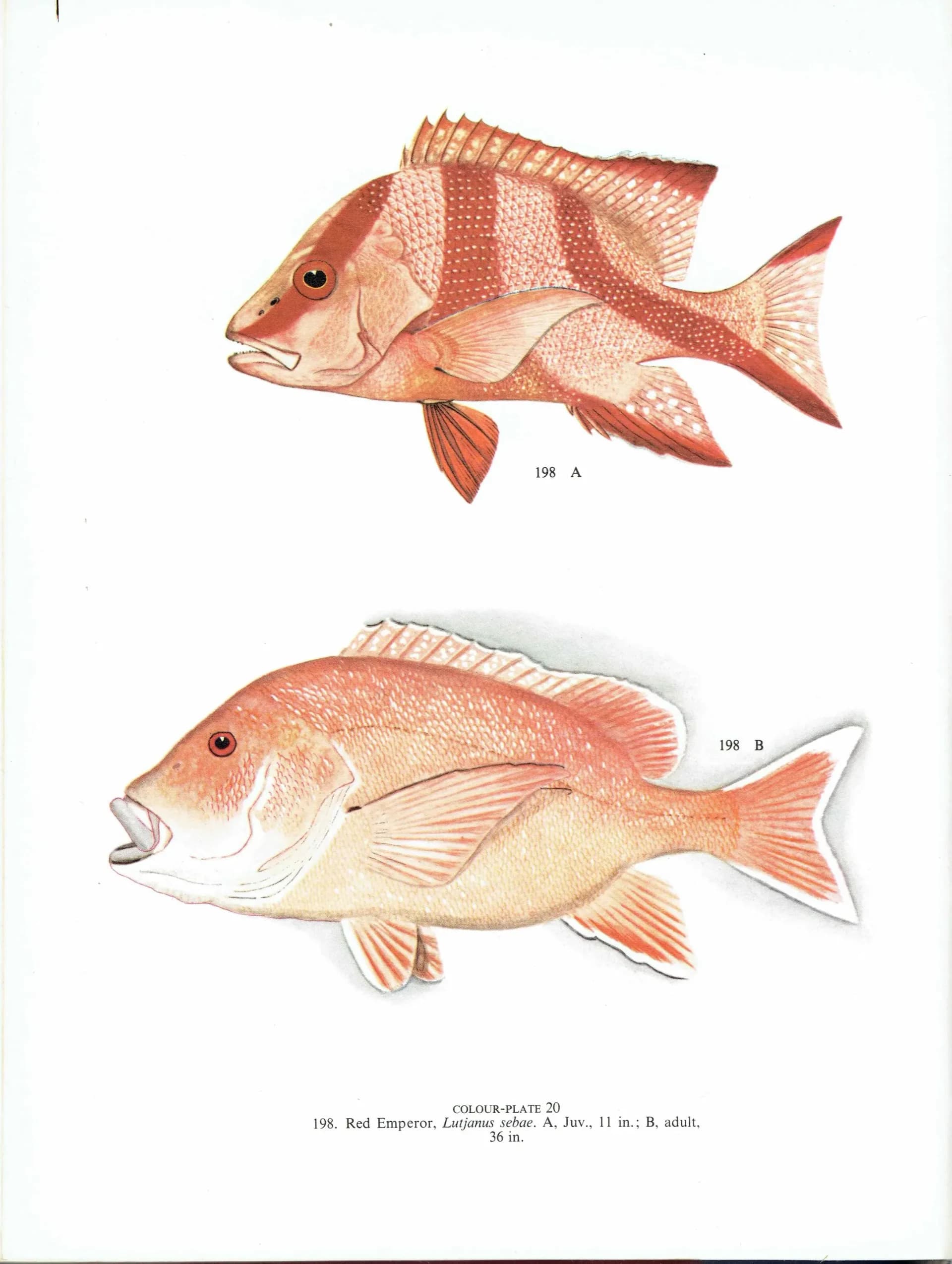 1964 Mangrove Jack & Blue-banded Sea Perch - Original Vintage Print By Coates - Great Barrier Reef Fish Science Art - 7 x 9 in