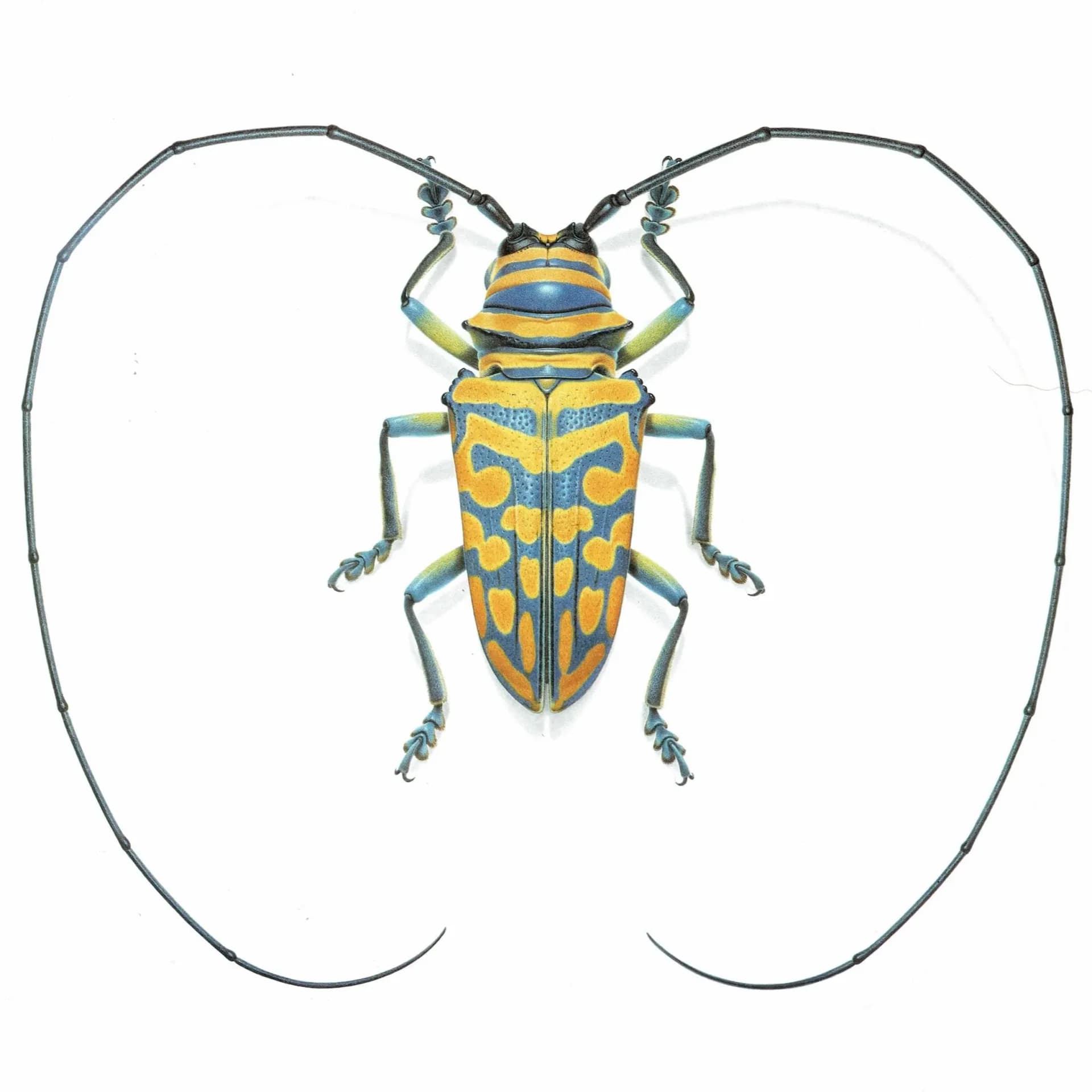 1986 Jewel Longhorn Beetle Sternotomis Bohemani Print - Durin Bernard Les Insectes Scientific Picture - Chevrolat Entomology - 11 x 13 in