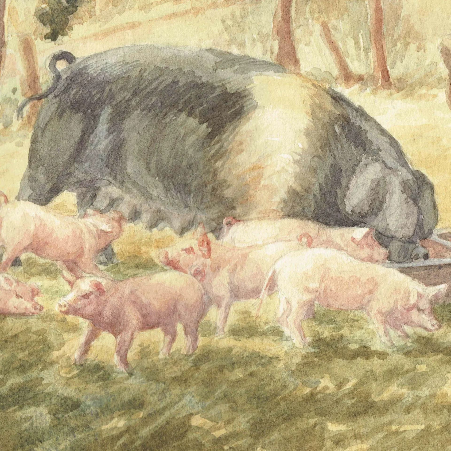 British Saddleback Sow & Piglets - Original Vintage Watercolour By Fisher - Rural Farmyard Scene Country Animal Art - 17.25 x 13.25 in