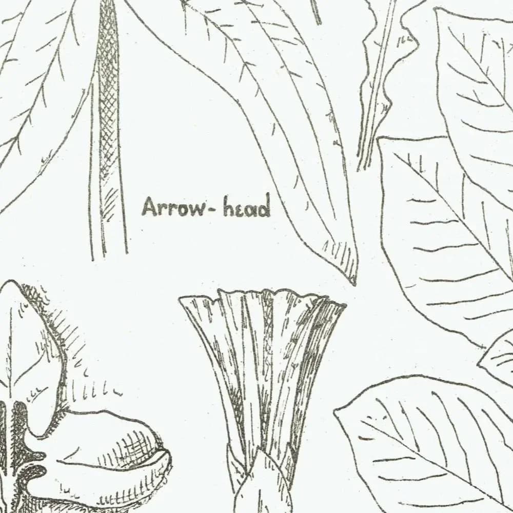1898 Architectural Leaf Studies Print - Oak, Lime, Potato, Sorrel & Decorative Foliage Engraving - Antique Design Plate - 8 x 10.75 in