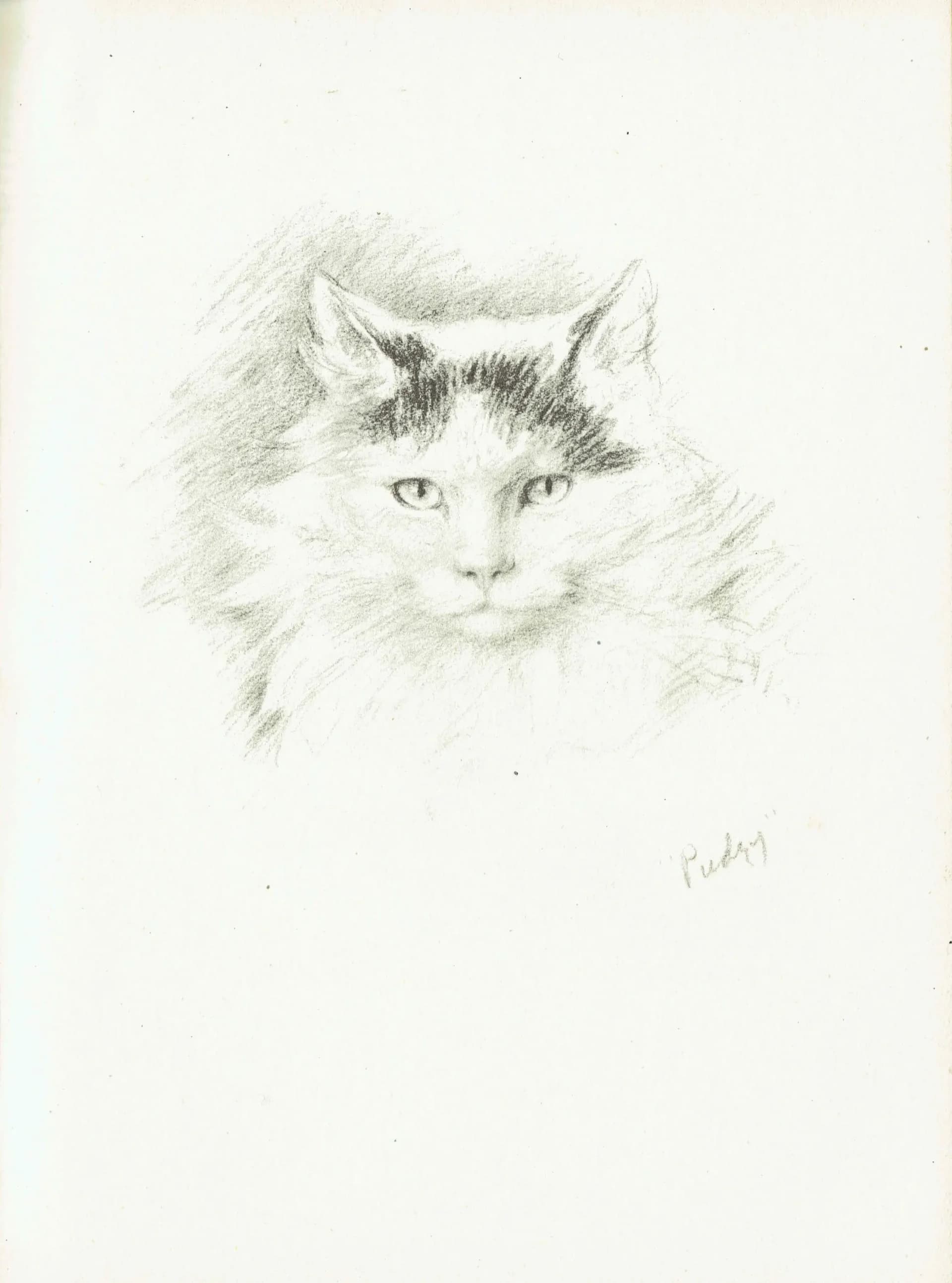1946 Fluffy Cat Portrait 'Pudsy' - Original Vintage Print By Dawson - Pet Animal Study Neighbours Book Illustration - 7 x 9.5 in