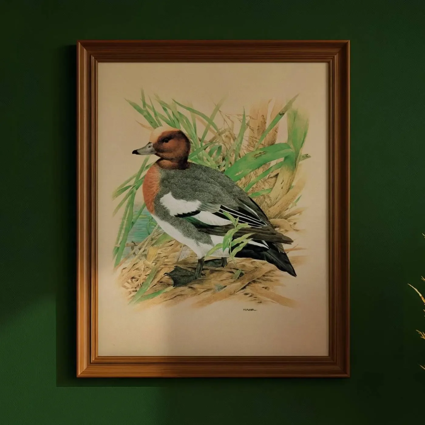 1981 Cock Wigeon in Reeds - Maurice Pledger Game Birds - Original Vintage Wildlife Art Print - 11.5 x 16.5 in