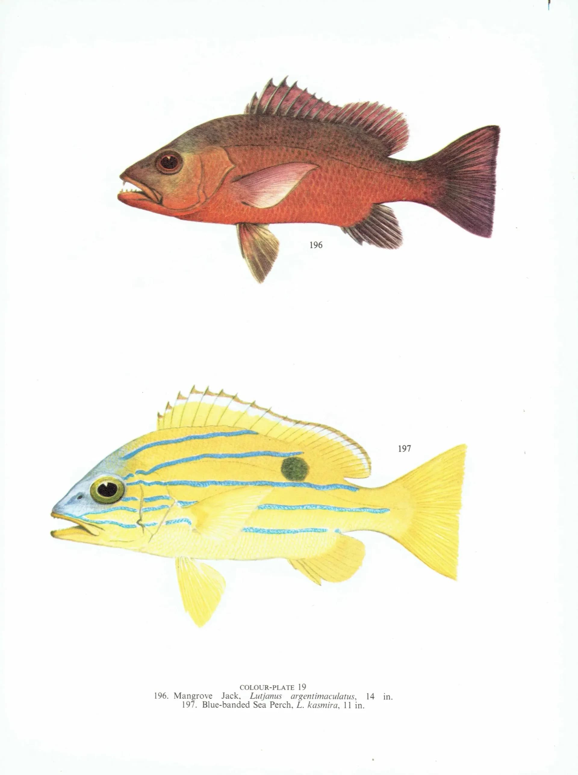 1964 Mangrove Jack & Blue-banded Sea Perch - Original Vintage Print By Coates - Great Barrier Reef Fish Science Art - 7 x 9 in