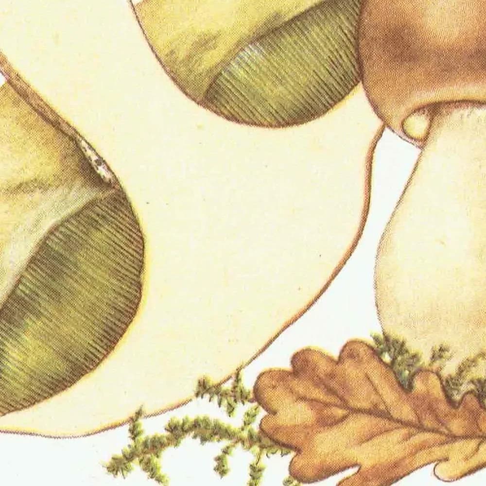 Vintage 1943 Mushroom Print – Shaggy Ink Cap & Penny Bun Botanical Illustration