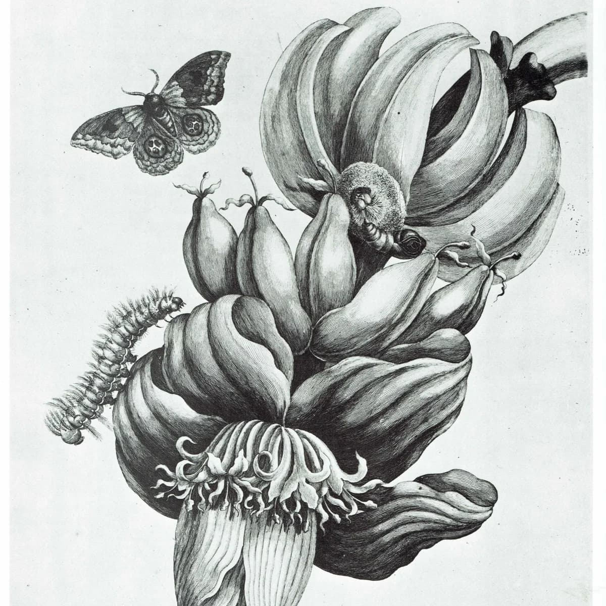 Banana Plant & Moth - MS Merian 1705- Surinam - Botanical Study Plate 12 - 10 x 14 in