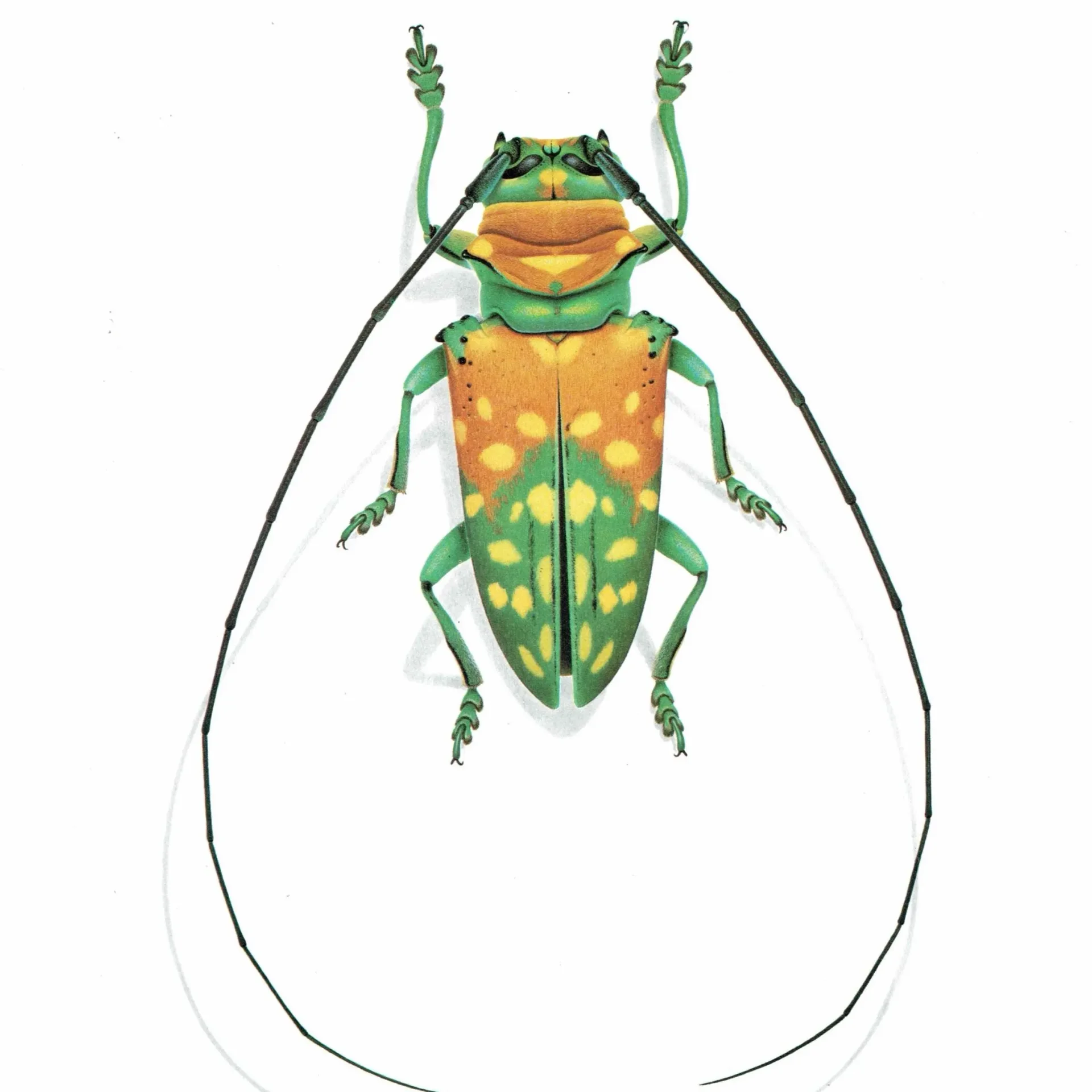1986 Longhorn Beetle Sternotomis Variabilis Print - Durin Bernard Les Insectes - Scientific Picture - Quedenfeldt Entomology - 11 x 13 in
