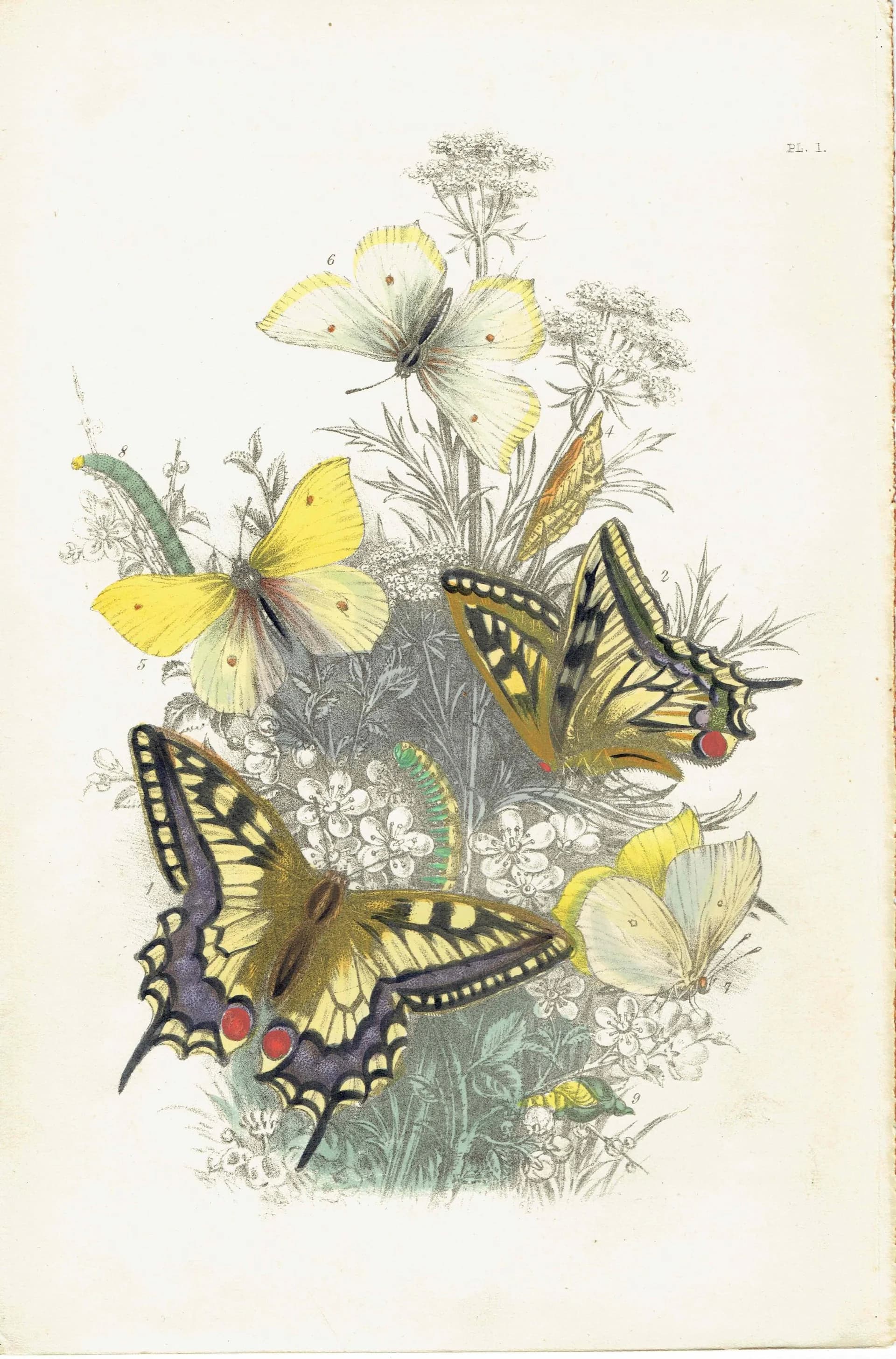 1859 Swallowtail & Brimstone Butterflies - Hand-Coloured Lithograph by Henry Noel Humphreys, Plate I - 7 x 10.4 in