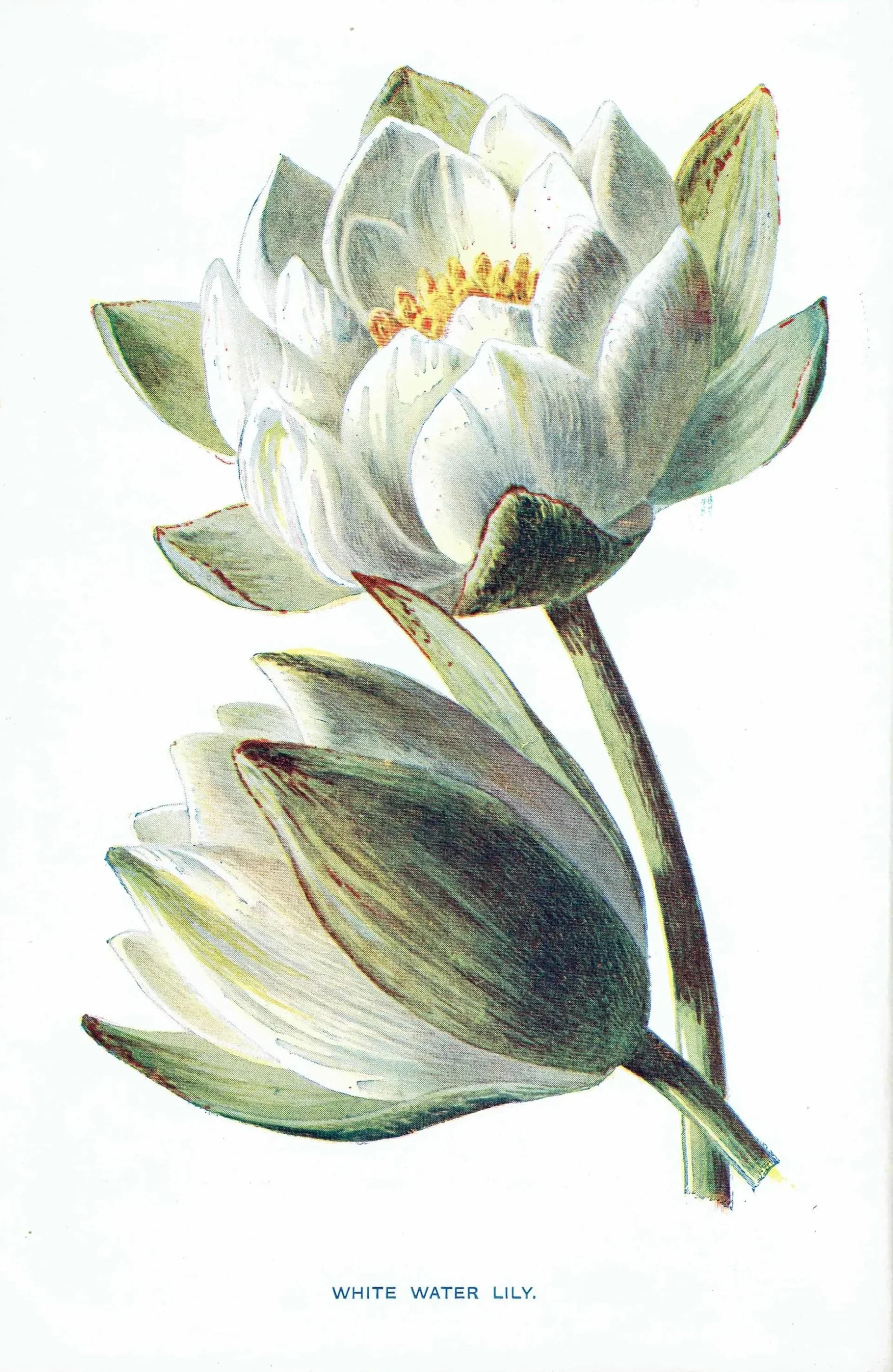 Antique White Water Lily Print – 1910s Hulme Botanical Illustration