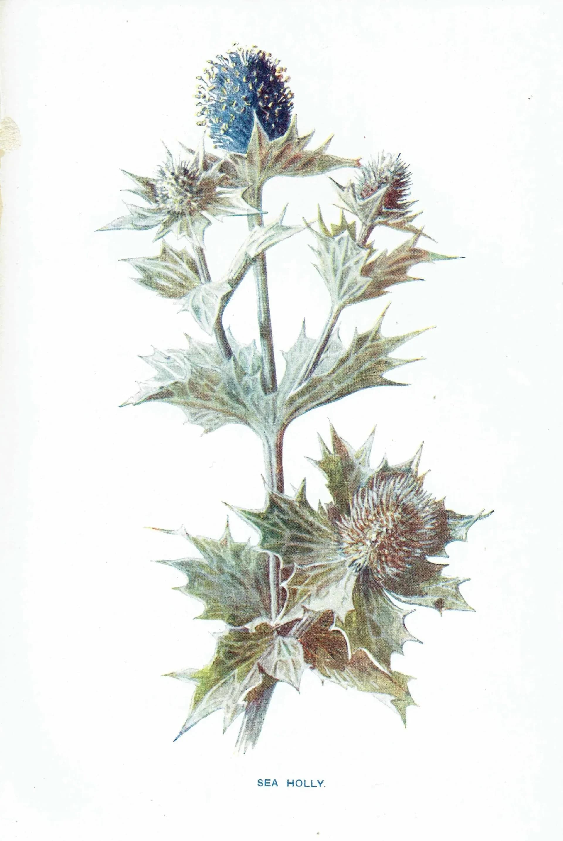 1910s Sea Holly Botanical Winter Original Antique Print By Hulme - Familiar Wild Flowers Edwardian Evergreen - 4.75 x 7.25 in