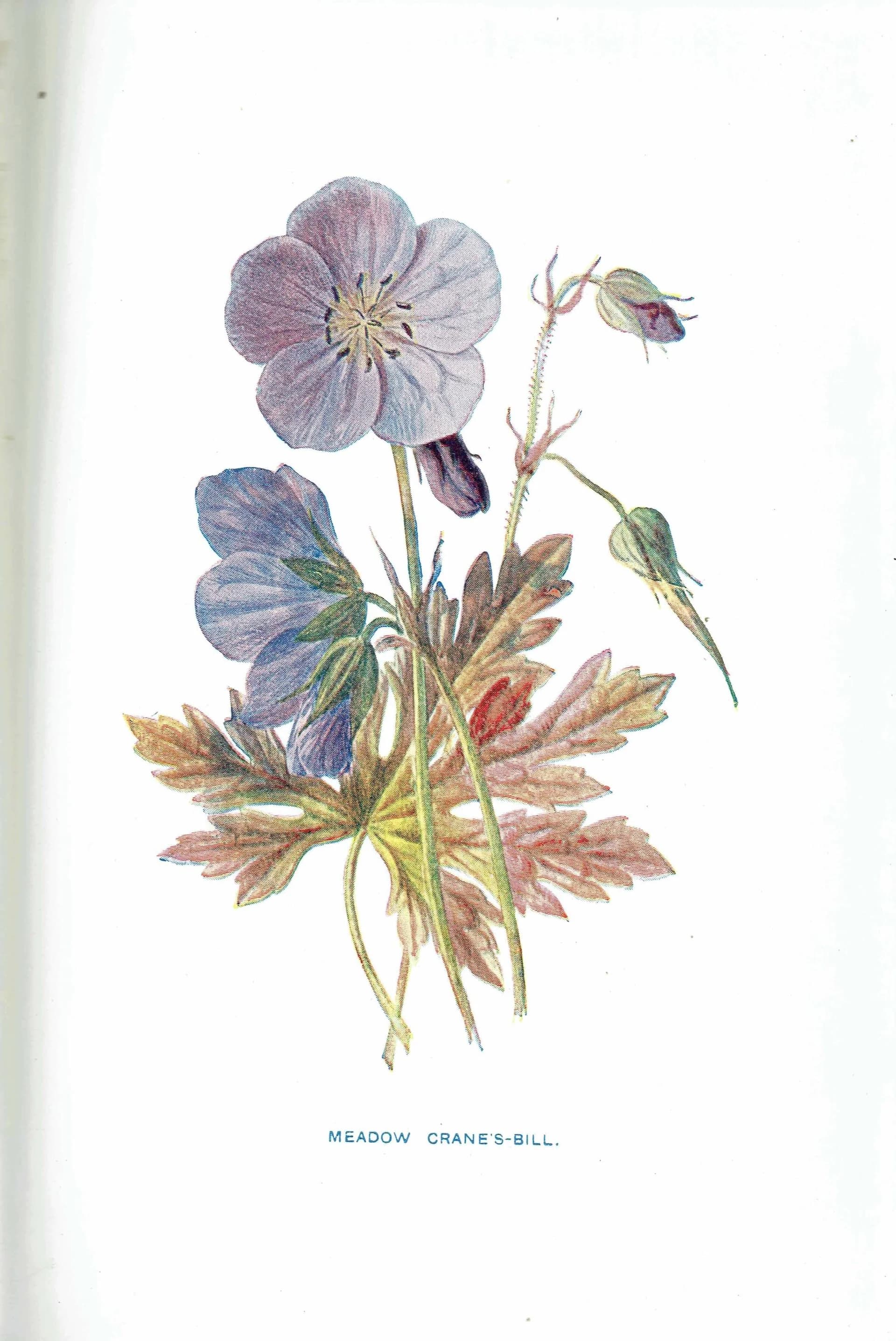 Antique Meadow Crane's-Bill Print – 1910s Edwardian Botanical Illustration