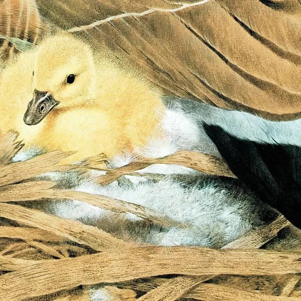 1981 Canada Goose Goslings Nest Original Vintage Print - Maurice Pledger Wildlife Art - Game Birds Book Illustration - 11.5 x 16.5 in