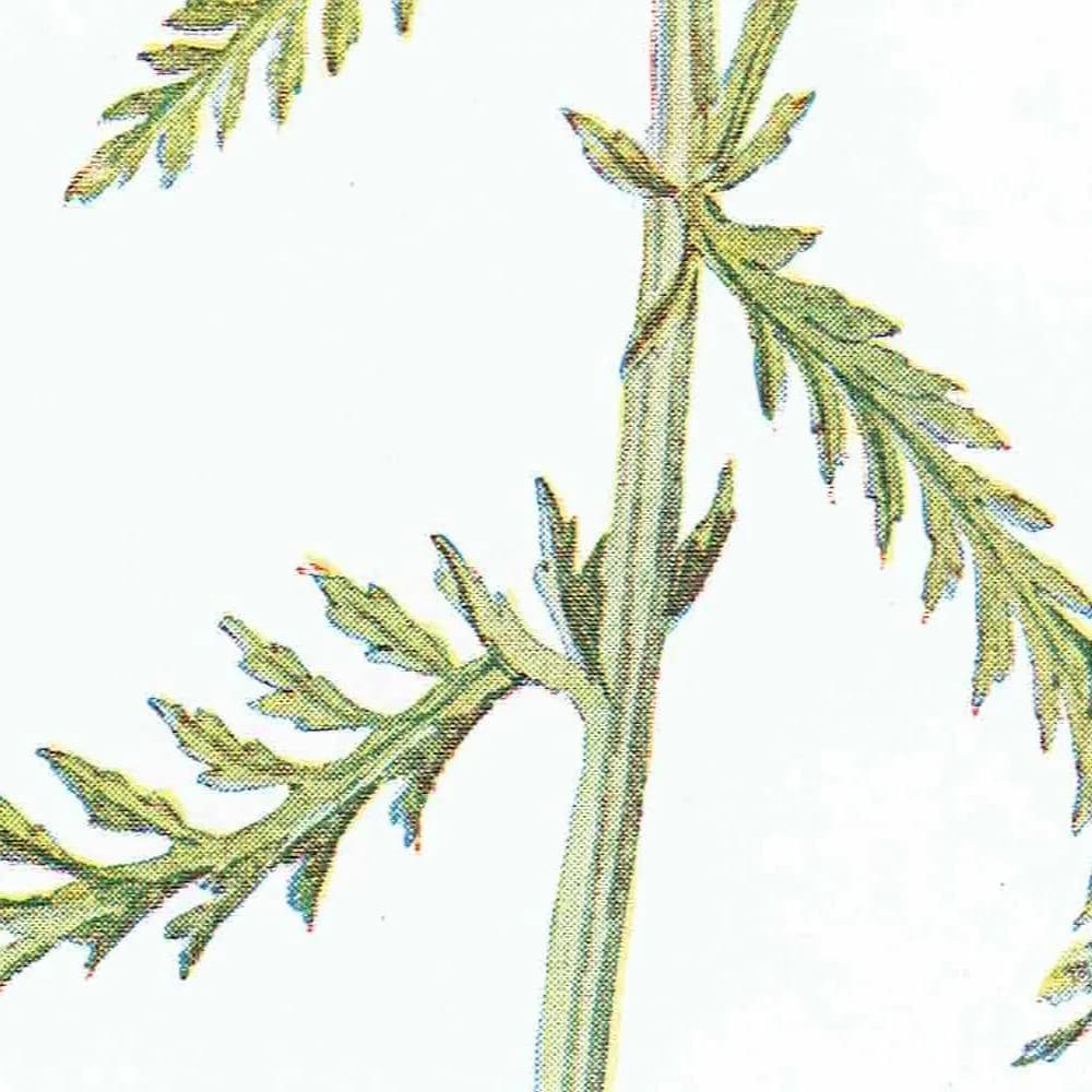 1910s Yarrow Wildflower Botanical Original Antique Print By Hulme - Familiar Wild Flowers Study Edwardian Herbal - 4.75 x 7.25 in