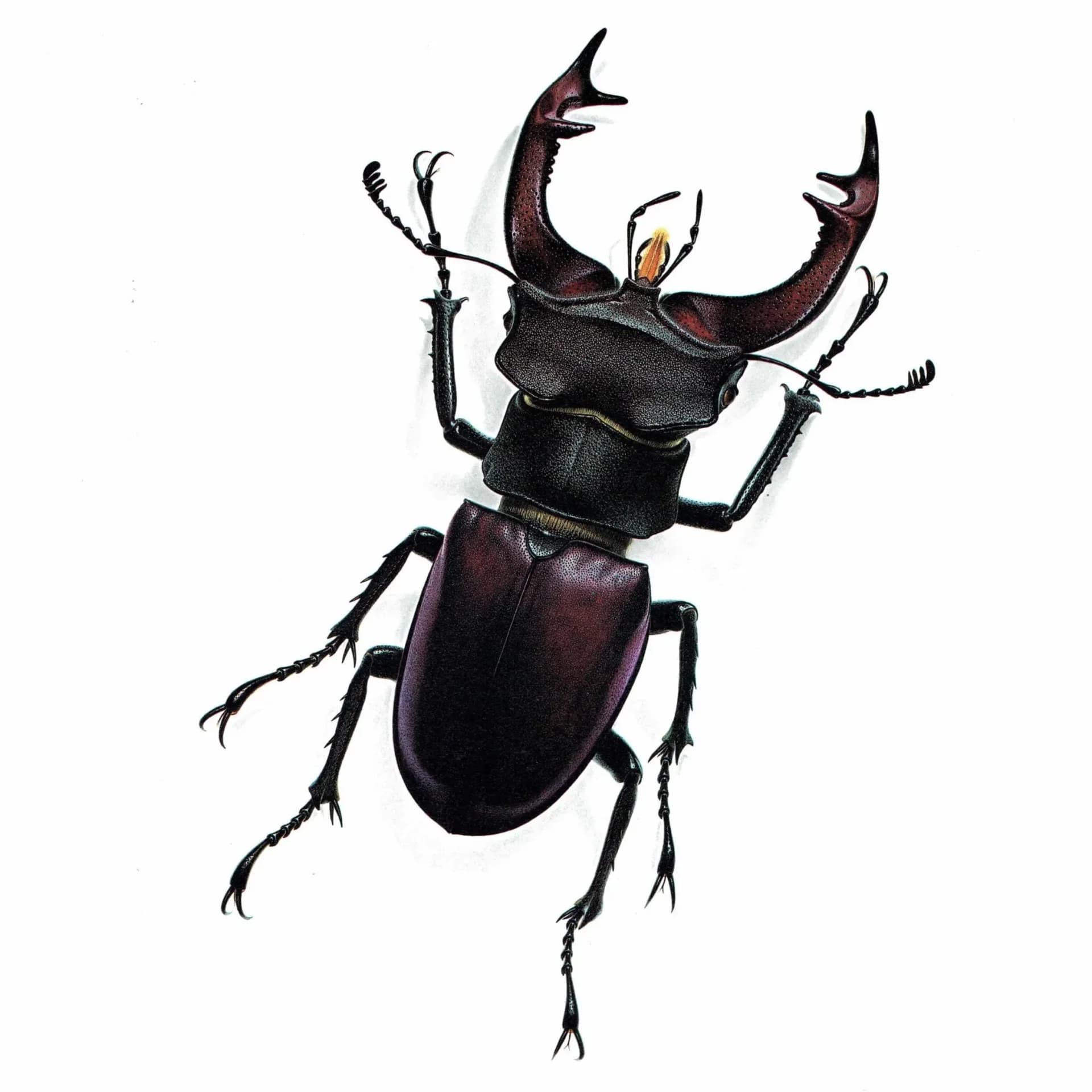 1986 Stag Beetle Lucanus Cervus Print – Bernard Durin Les Insectes Vintage Scientific Illustration – Linnaeus Entomology Art – 11 x 13 in