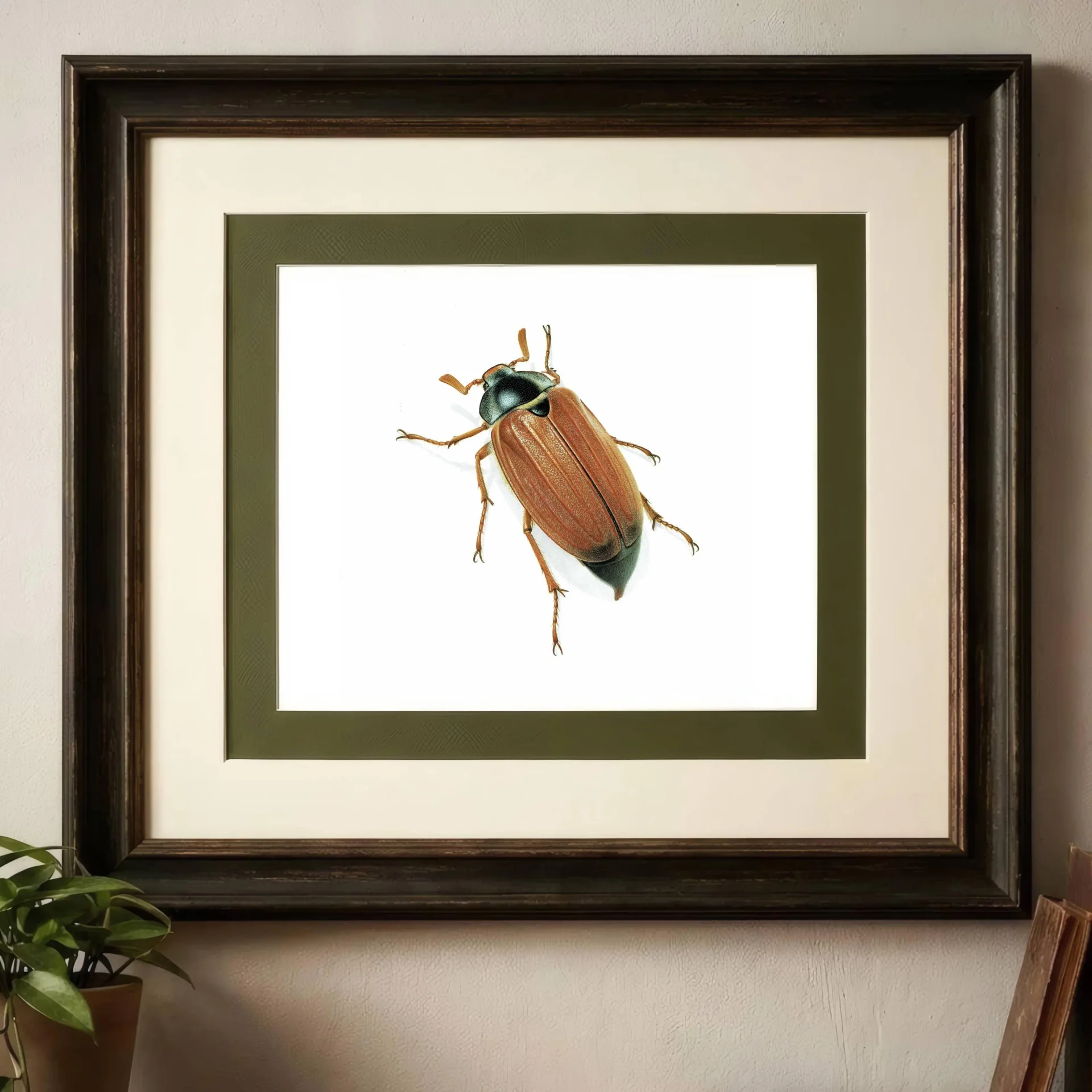 1986 Maybug Common Cockchafer Melolontha Melolontha Print - Durin Bernard Les Insectes Scientific Image - Linnaeus Entomology - 11 x 13 in