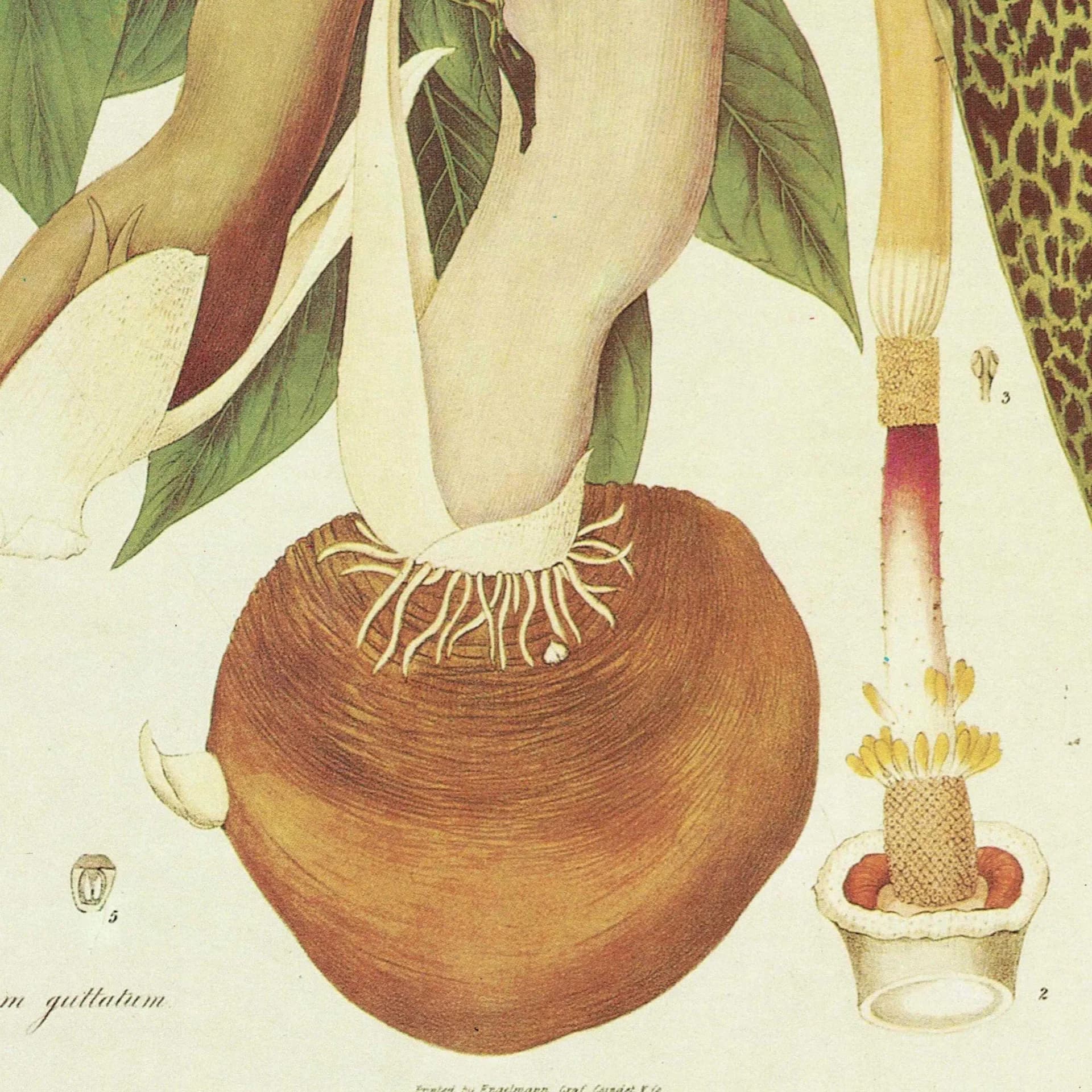 1984 Spotted Arum Lily - Original Vintage Botanical Print By Wallich - Arum Guttatum Plantae Exotic Flower Study Wall Art - 10 x 14 in