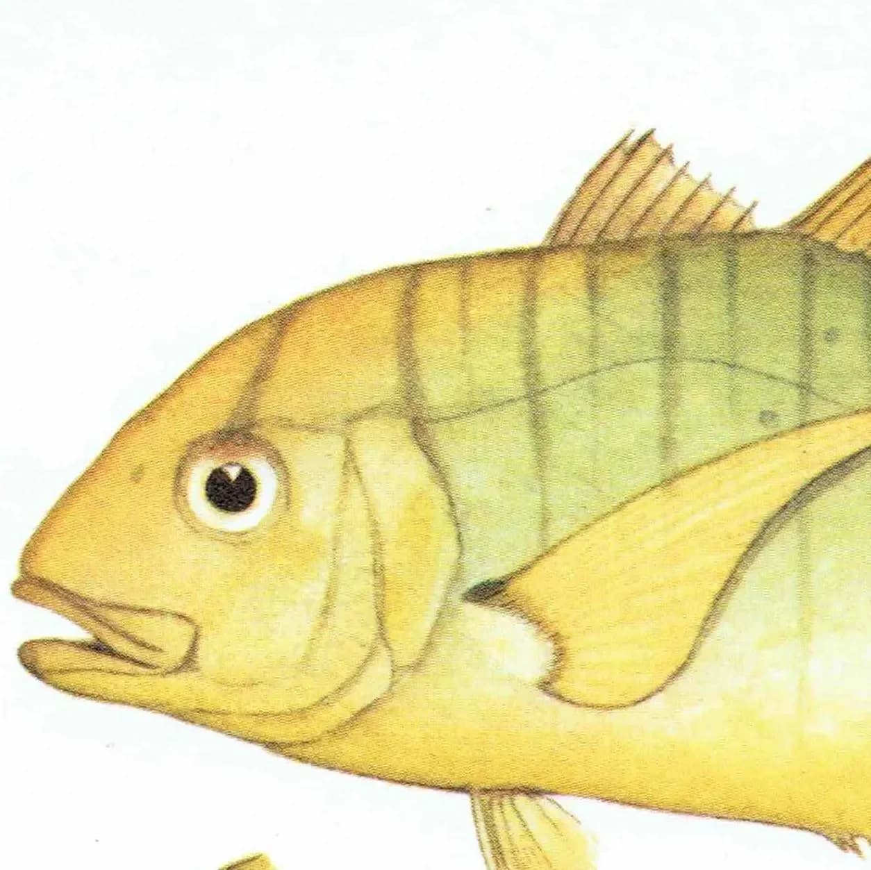 1964 Golden Trevally & Black Pomfret - Original Vintage Print By Coates - Great Barrier Reef Fish Marine Science Art - 7 x 9 in