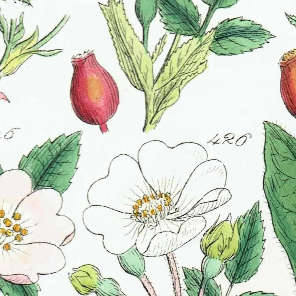 1910 Wild Apple Dog Rose Willowherb - Original Antique Print By Sowerby - British Flora Botanical Study Educational - 6.25 x 9.5 in