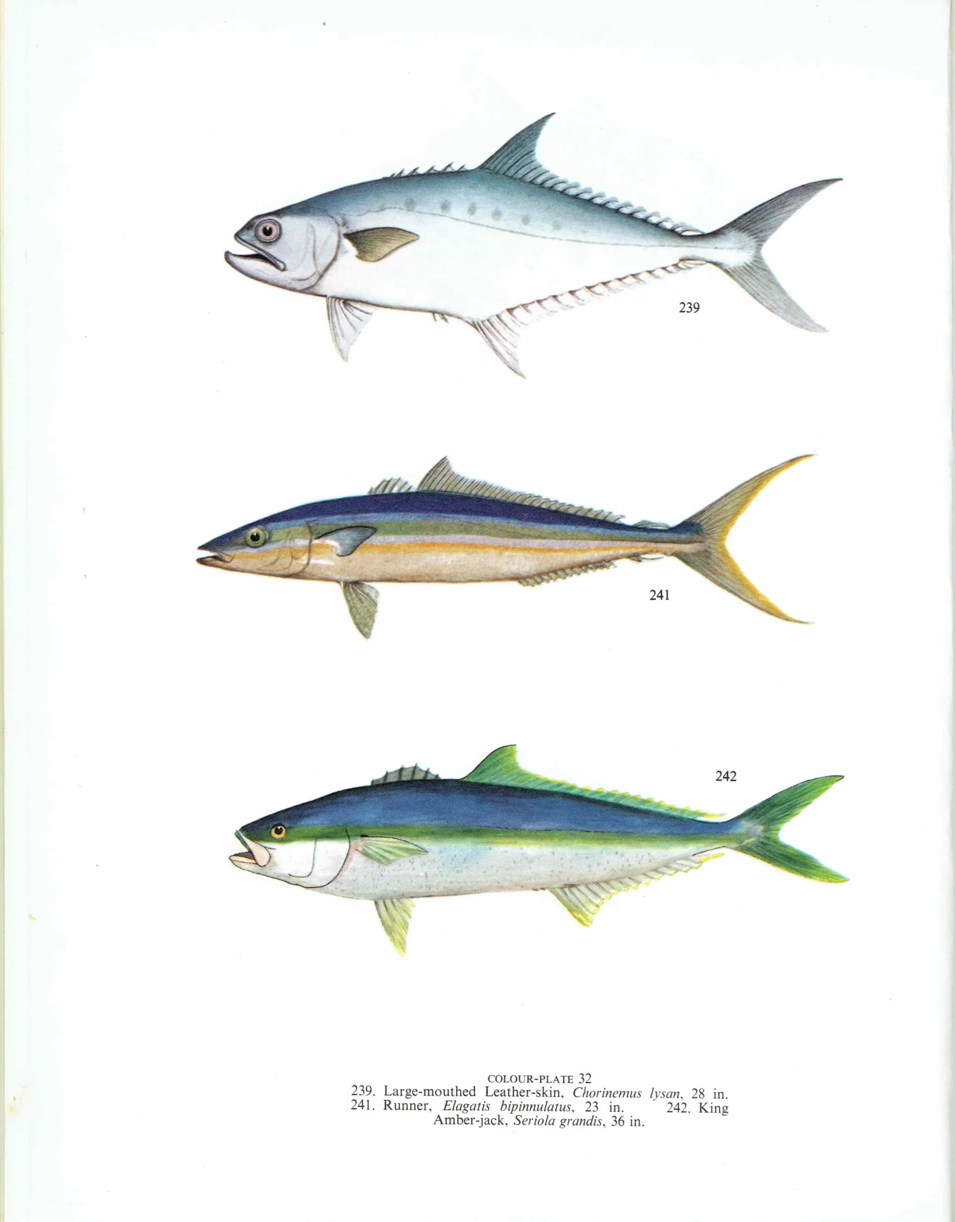1964 Golden Trevally & Black Pomfret - Original Vintage Print By Coates - Great Barrier Reef Fish Marine Science Art - 7 x 9 in