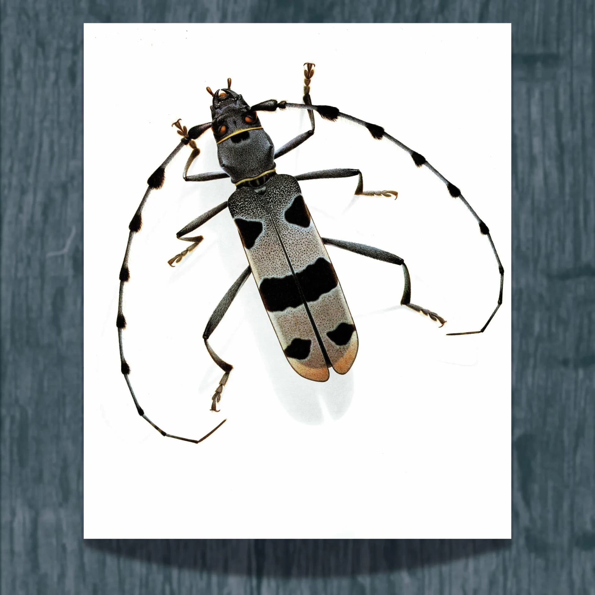 1986 Longicorn Of The Alps Rosalia Alpina Rosalia Print - Durin Bernard Scientific Illustration - Linnaeus Entomology -11 x 13 in