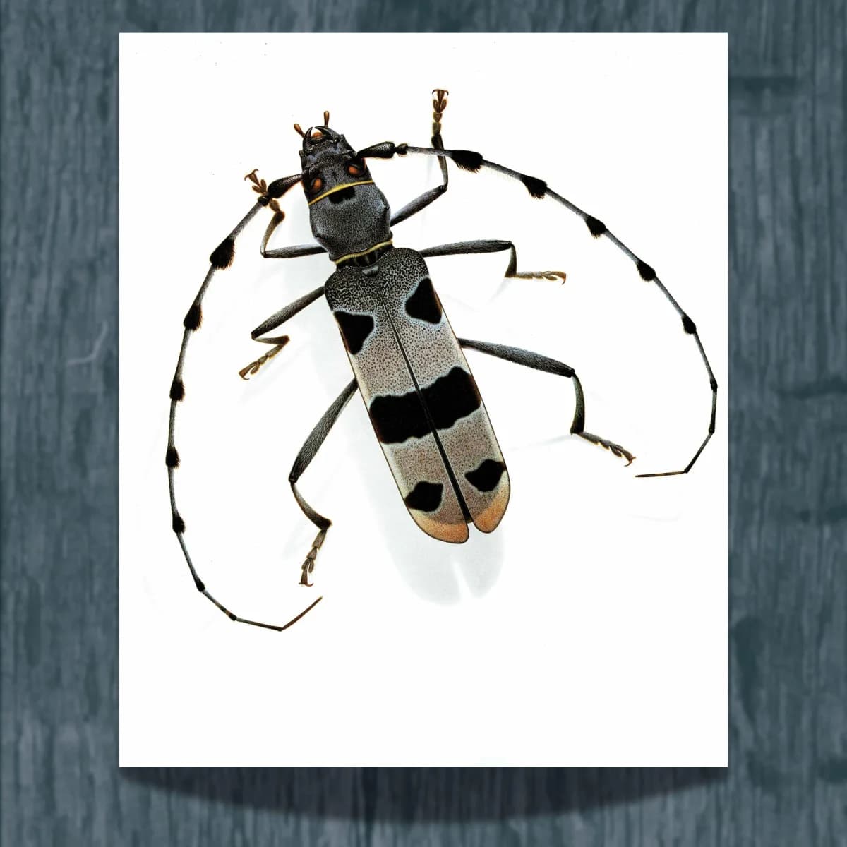 1986 Longicorn Of The Alps Rosalia Alpina Rosalia Print - Durin Bernard Scientific Illustration - Linnaeus Entomology -11 x 13 in