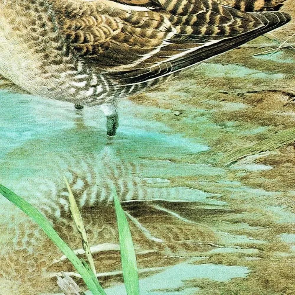 1981 Common Snipe and Jack Snipe Original Vintage Print - Maurice Pledger Wildlife Art - Game Birds Book Illustration - 11.5 x 16.5 in