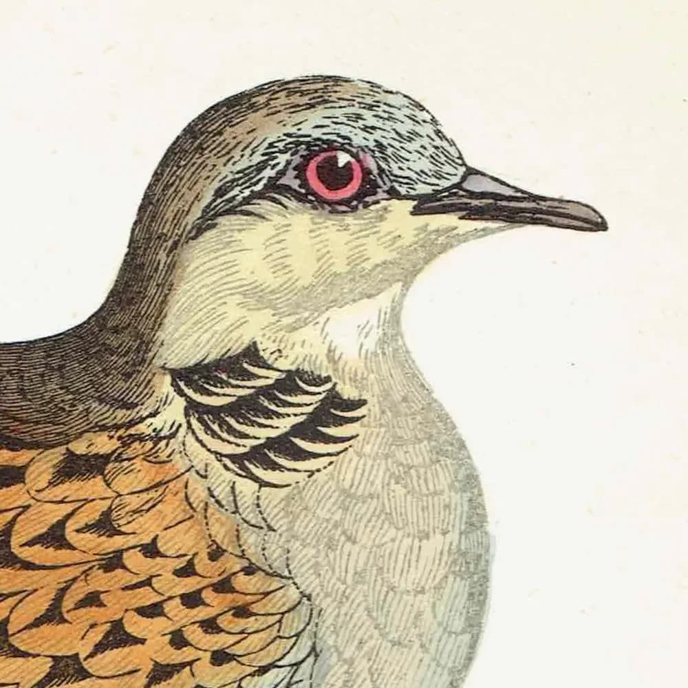1863 - c.1863 Turtle Dove - Original Antique Hand-Coloured Engraving By Morris - History of British Victorian Ornithology - 7.25 x 4.75 in.