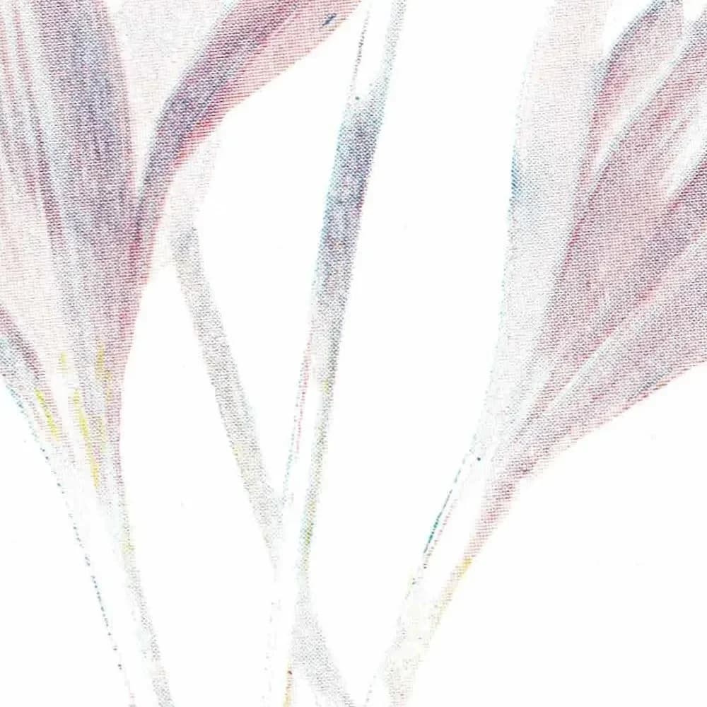 Antique Meadow Saffron Print – 1910s Edwardian Botanical Illustration
