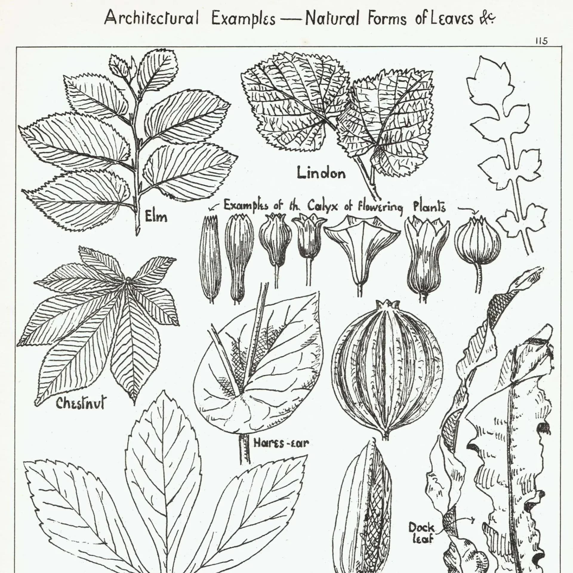 1898 Architectural Leaf Print - Elm, Linden, Chestnut, Iris, Christmas Rose & Decorative Plant Studies - Antique Plate - 8 x 10.75 in