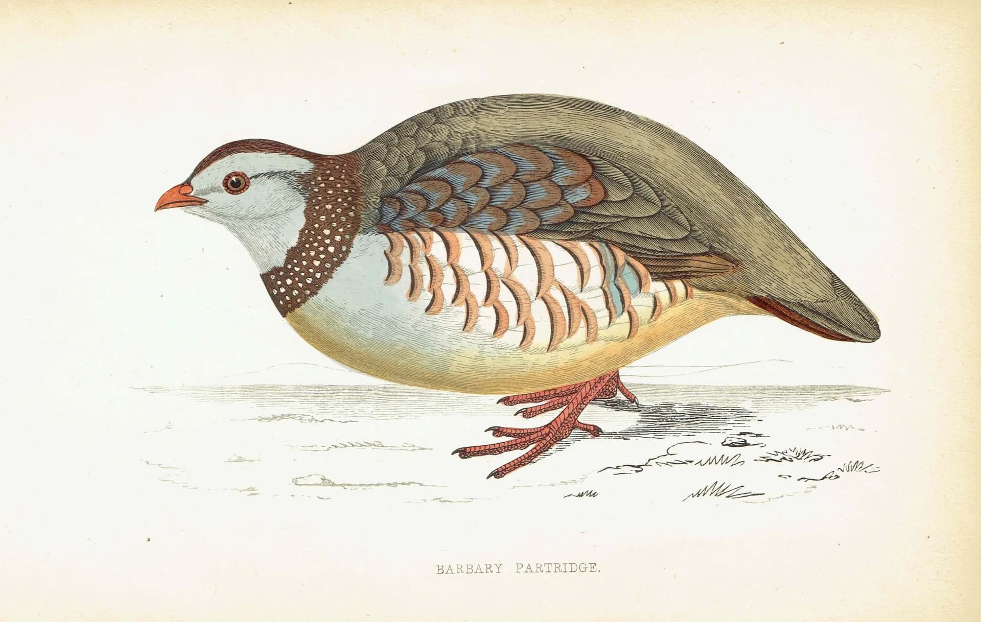 1863 - c.1863 Barbary Partridge - Original Antique Hand-Coloured Engraving By Morris - History of British Birds Ornithology - 7.25 x 4.75 in