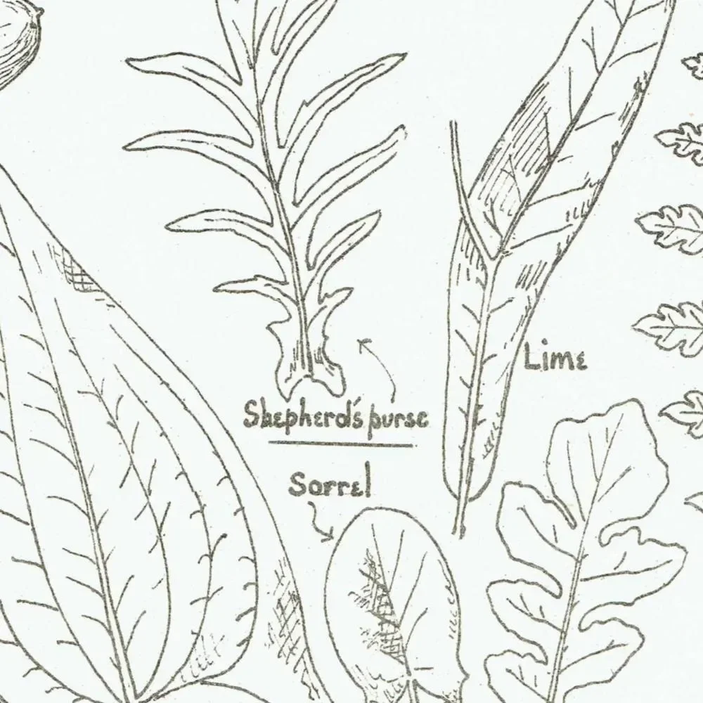 1898 Architectural Leaf Studies Print - Oak, Lime, Potato, Sorrel & Decorative Foliage Engraving - Antique Design Plate - 8 x 10.75 in