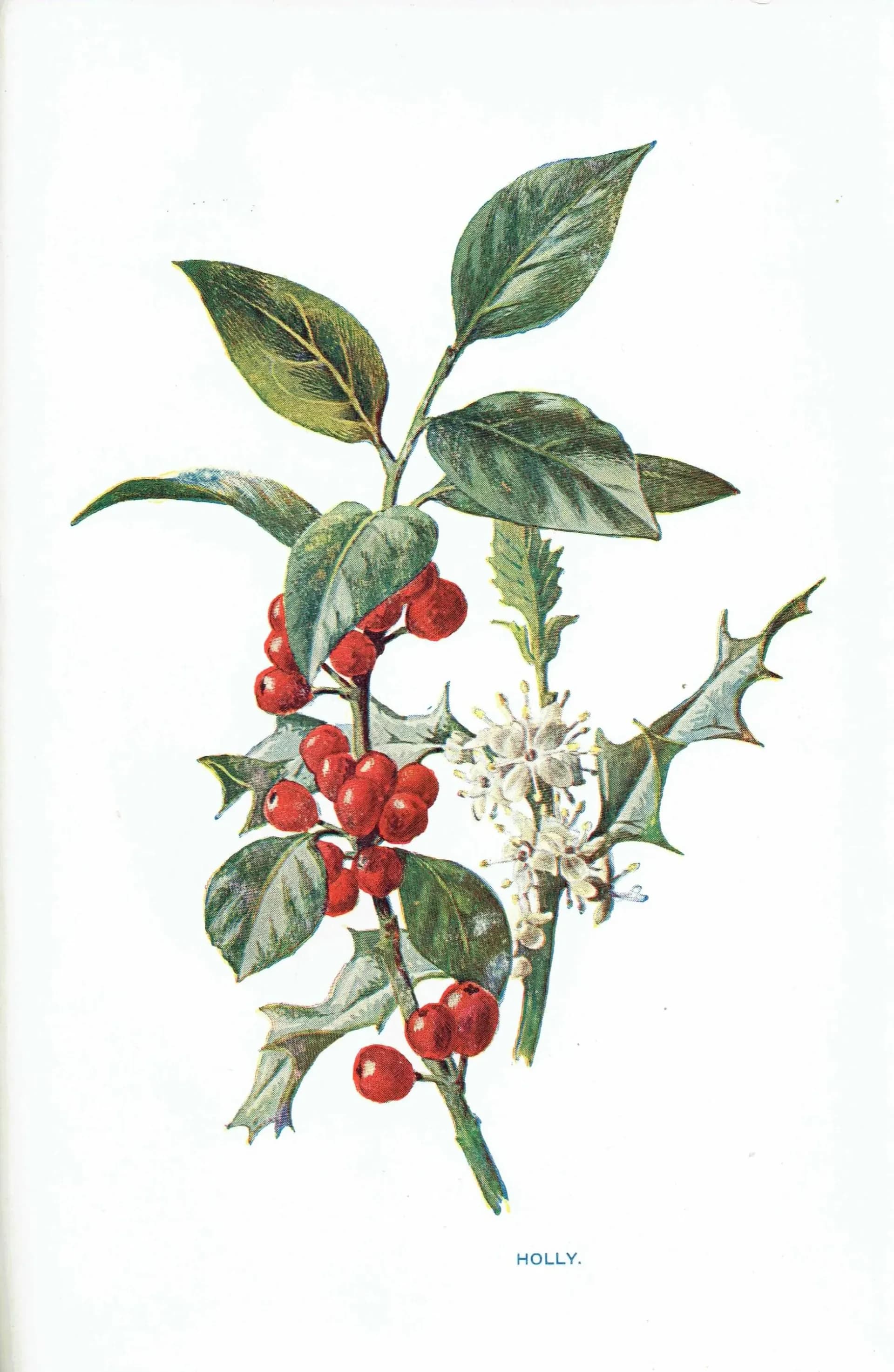 Antique Holly Botanical Print – 1910s Christmas Illustration