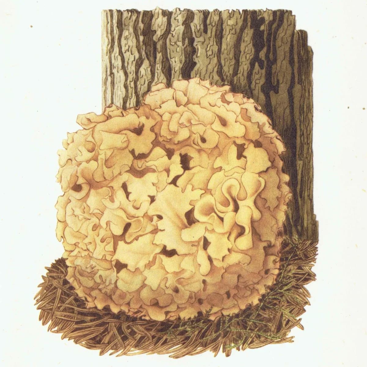 Cauliflower Fungus & Giant Puffball Print – 1943 Botanical Illustration
