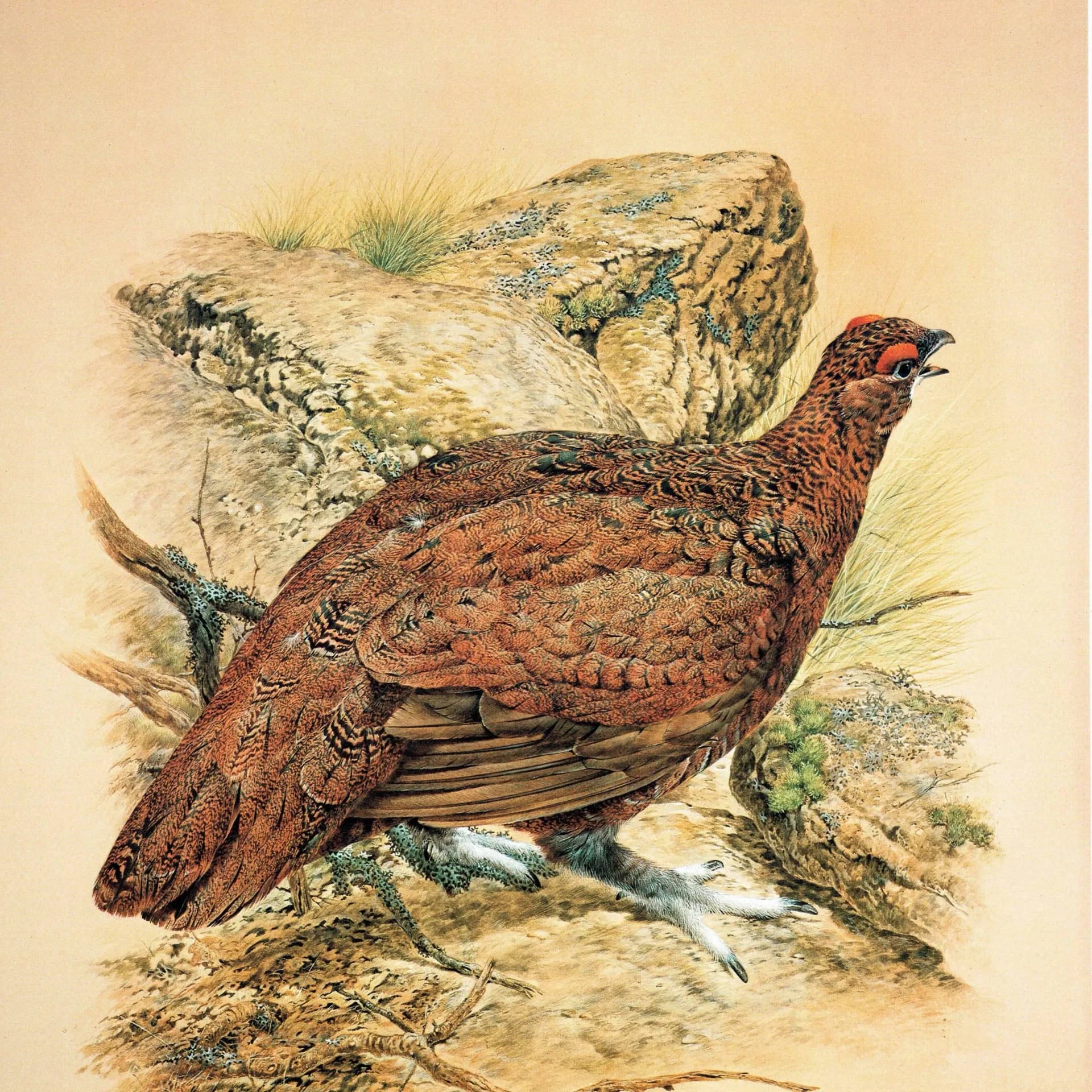 1981 Red Grouse - Game Birds - Maurice Pledger Original Vintage Wildlife Art Print - 11.5 x 16.5 in