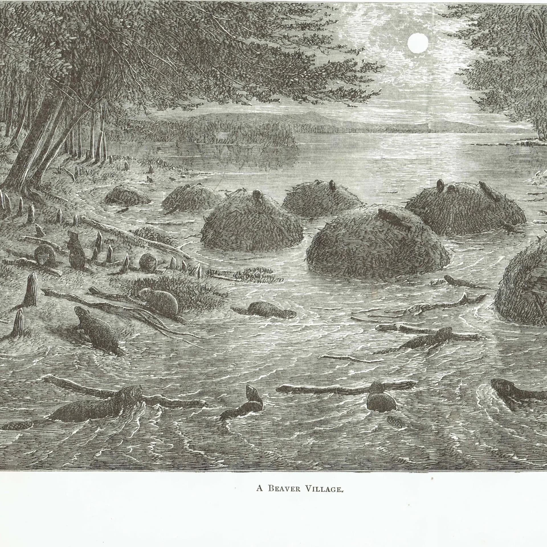 1885 Beaver Village Canada - Antique Engraving By Lorne - Canadian Wildlife Landscape Moonlit River Scene - 10 x 7 in