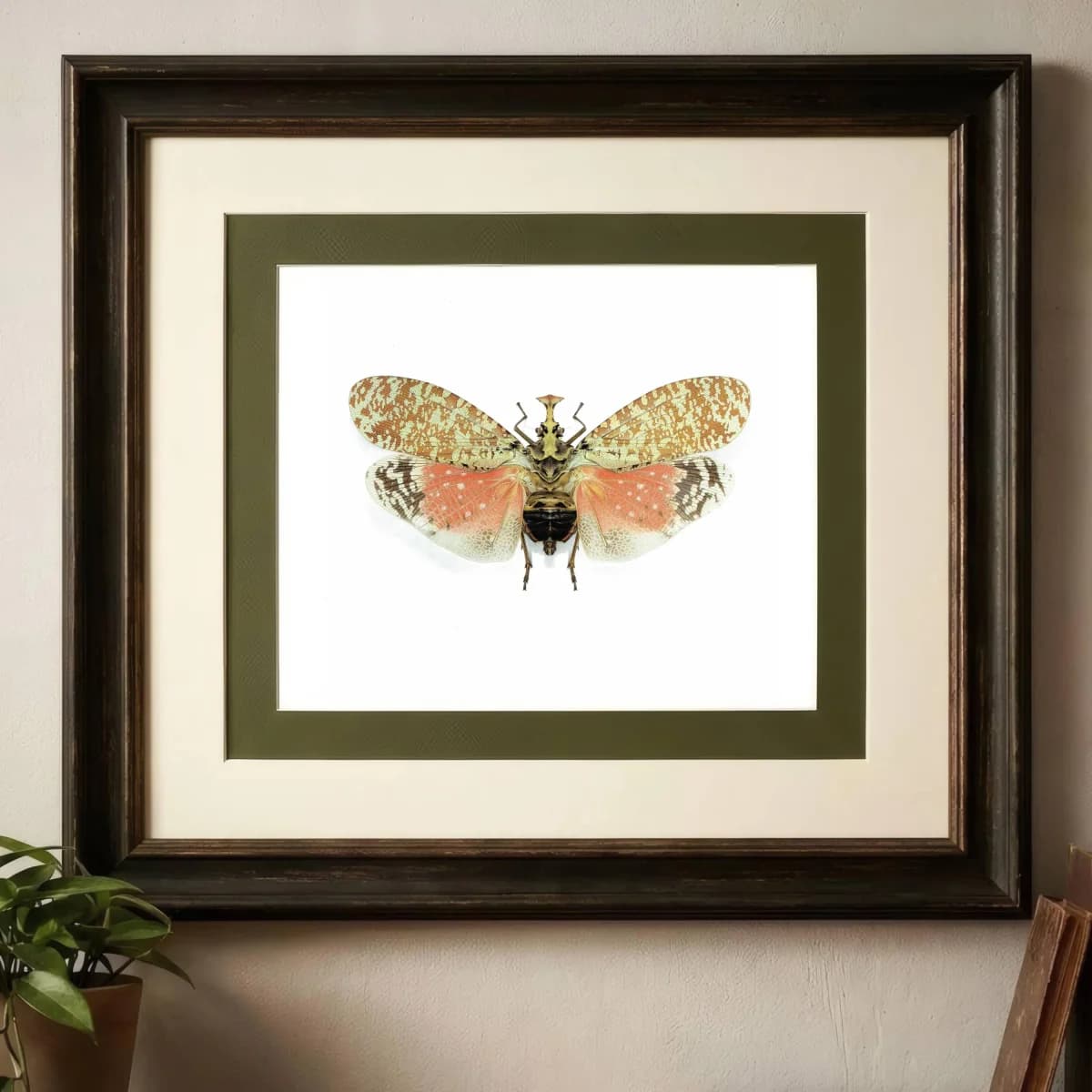 1986 Crowned Lanternfly Phrictus Diadema Print - Durin Bernard Les Insectes Scientific Illustration - Linnaeus Entomology - 11 x 13 in