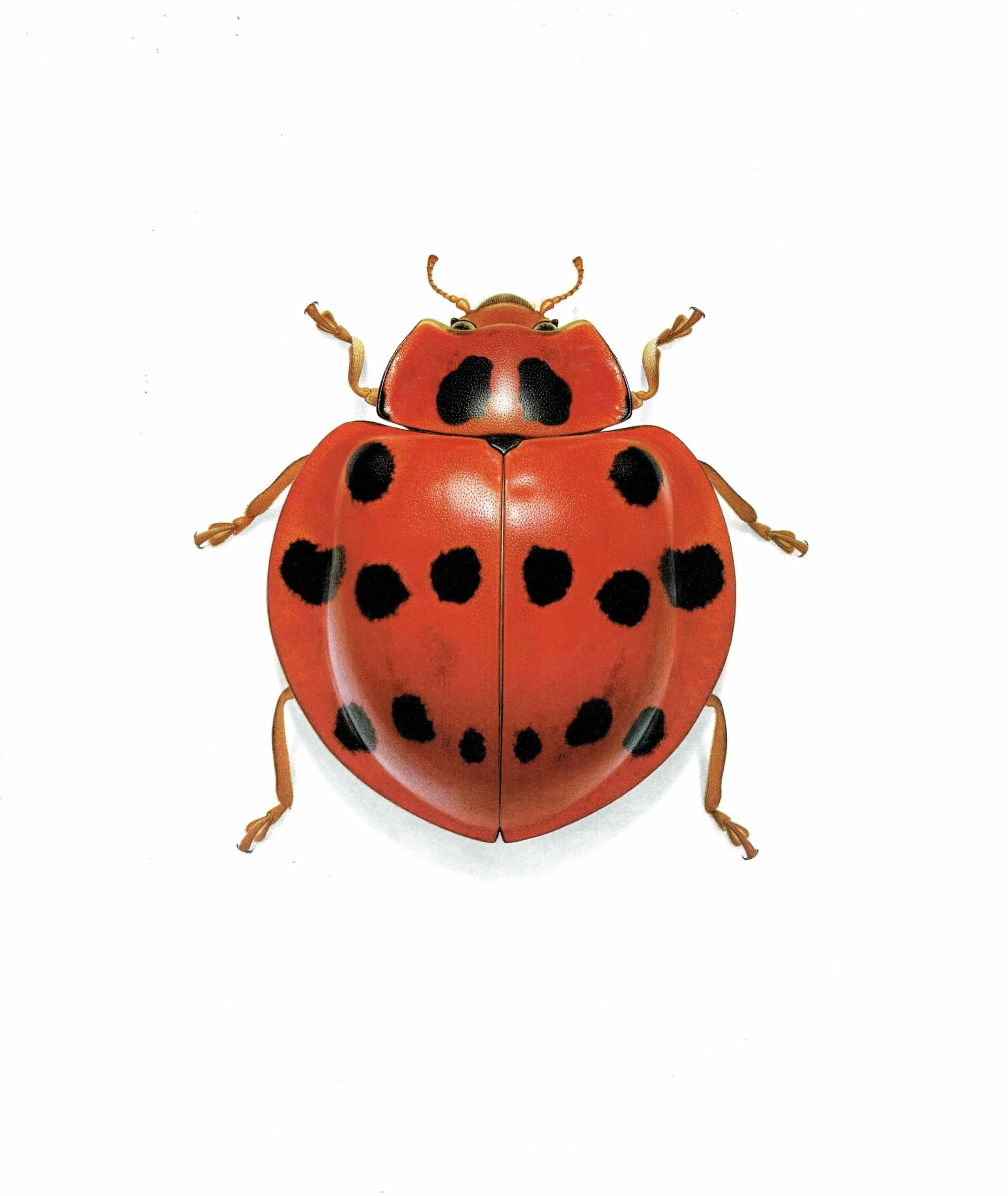 1986 Ladybird Callicaria Superba Print - Durin Bernard Les Insectes Scientific Illustration - Mulsan Entomology - 11 x 13 in