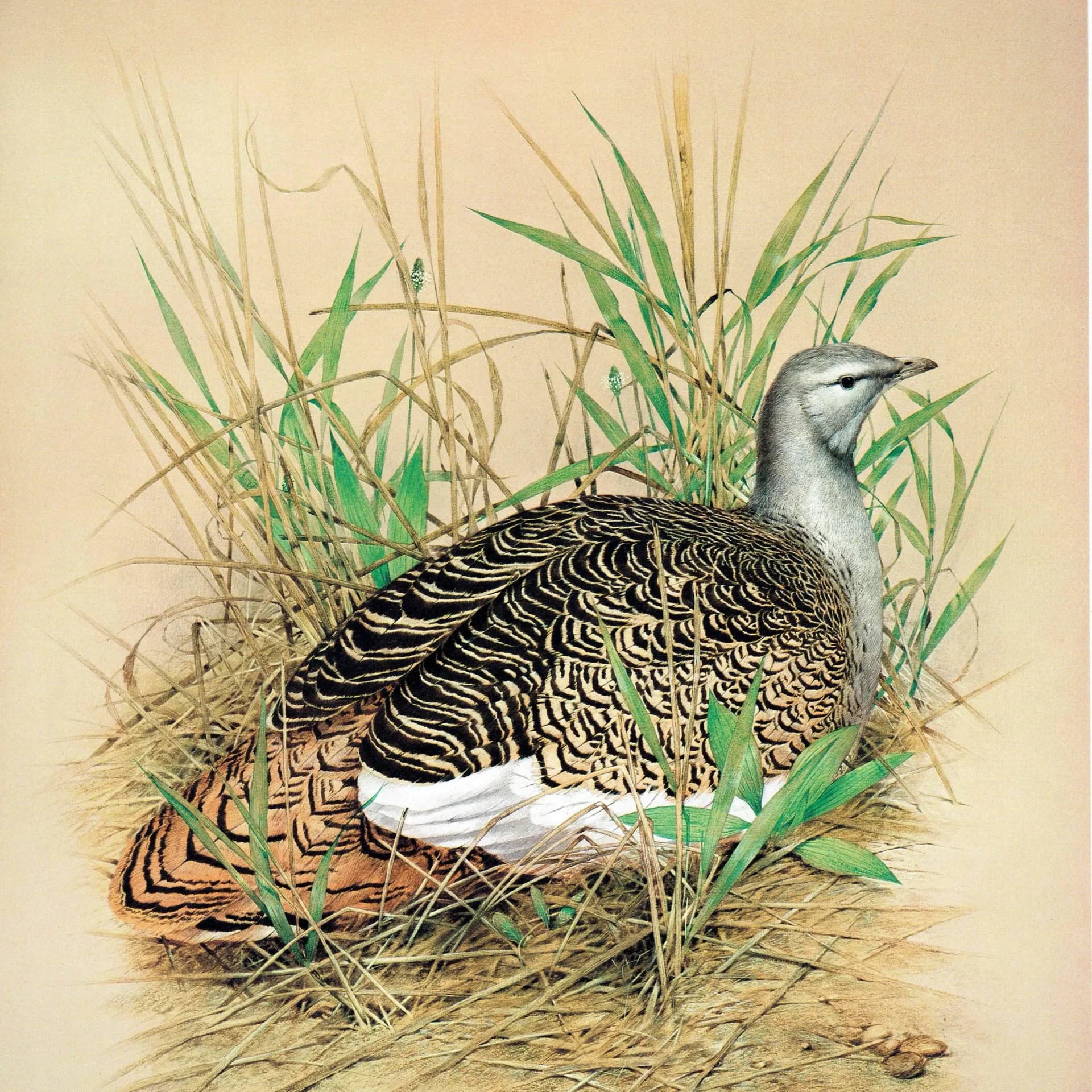 1981 Great Bustard Otis Tarda -Female on Nest - Maurice Pledger Game Birds - Original Vintage Print - 11.5 x 16.5 in