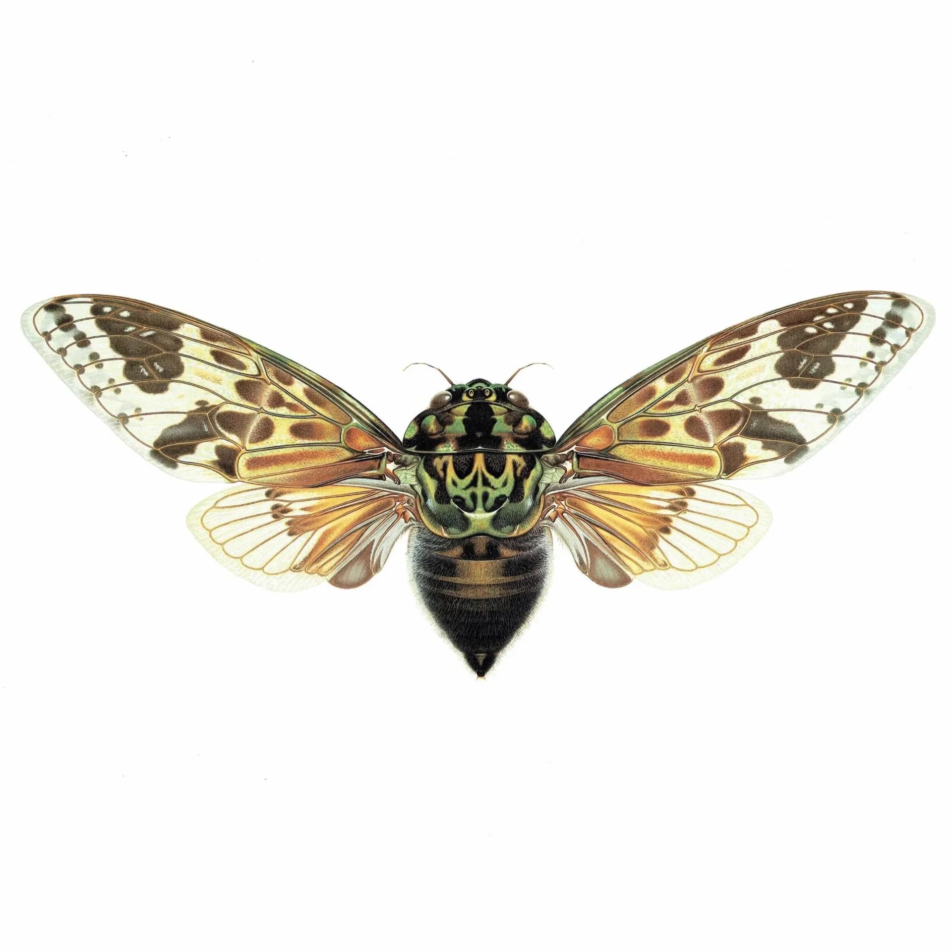 1986 Mana Cicada Pycna Antinoirii Print - Durin Bernard Scientific Illustration - Lethierry Entomology - 11 x 13 in