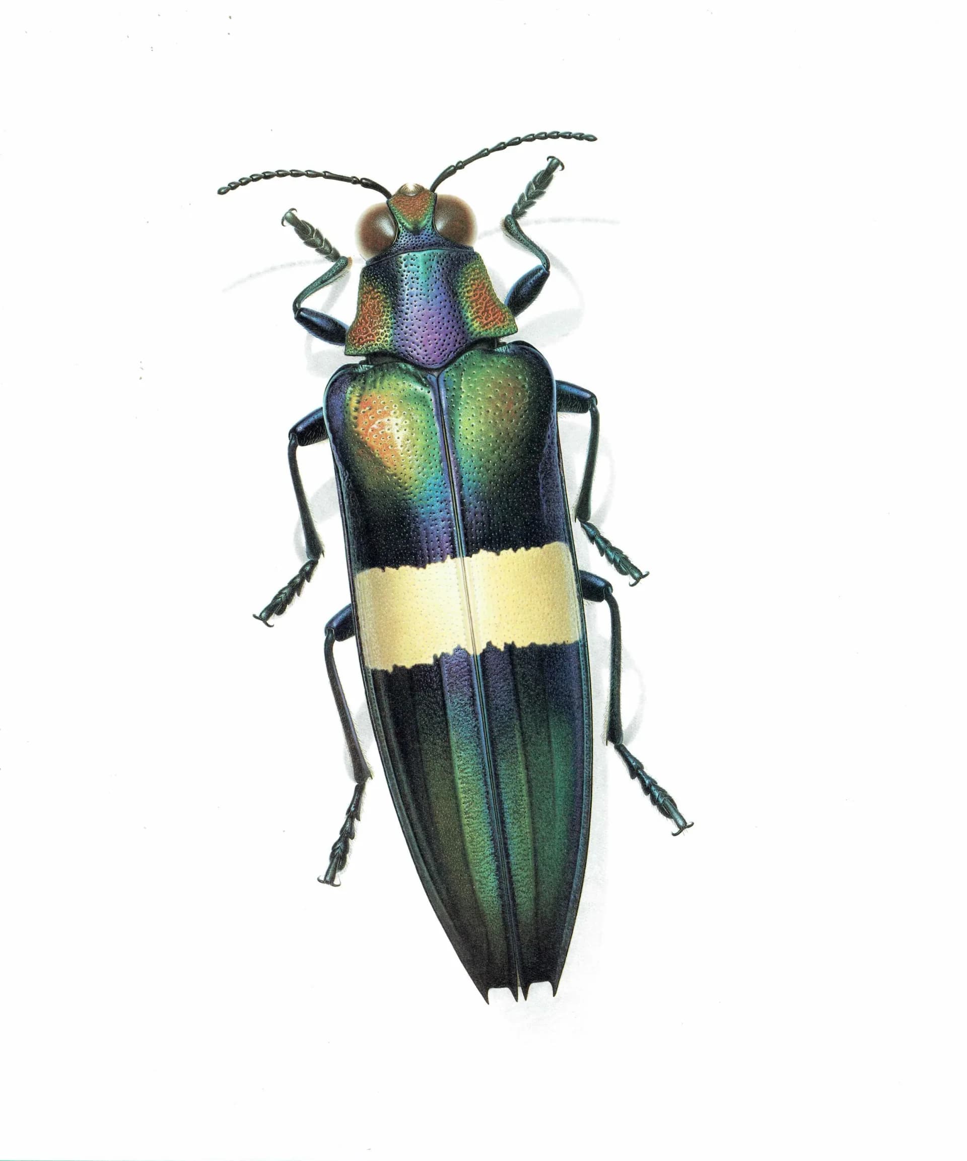 1986 Jewel Beetle Chrysochroa Ocellata Print - Durin Bernard Les Insectes Scientific Illustration - Fabricius Entomology - 11 x 13 in