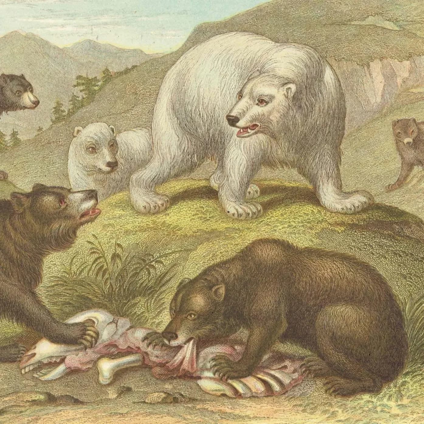 Antique Bears Print – c.1800 Hand-Coloured Illustration (9.5 x 6.5 Inches)